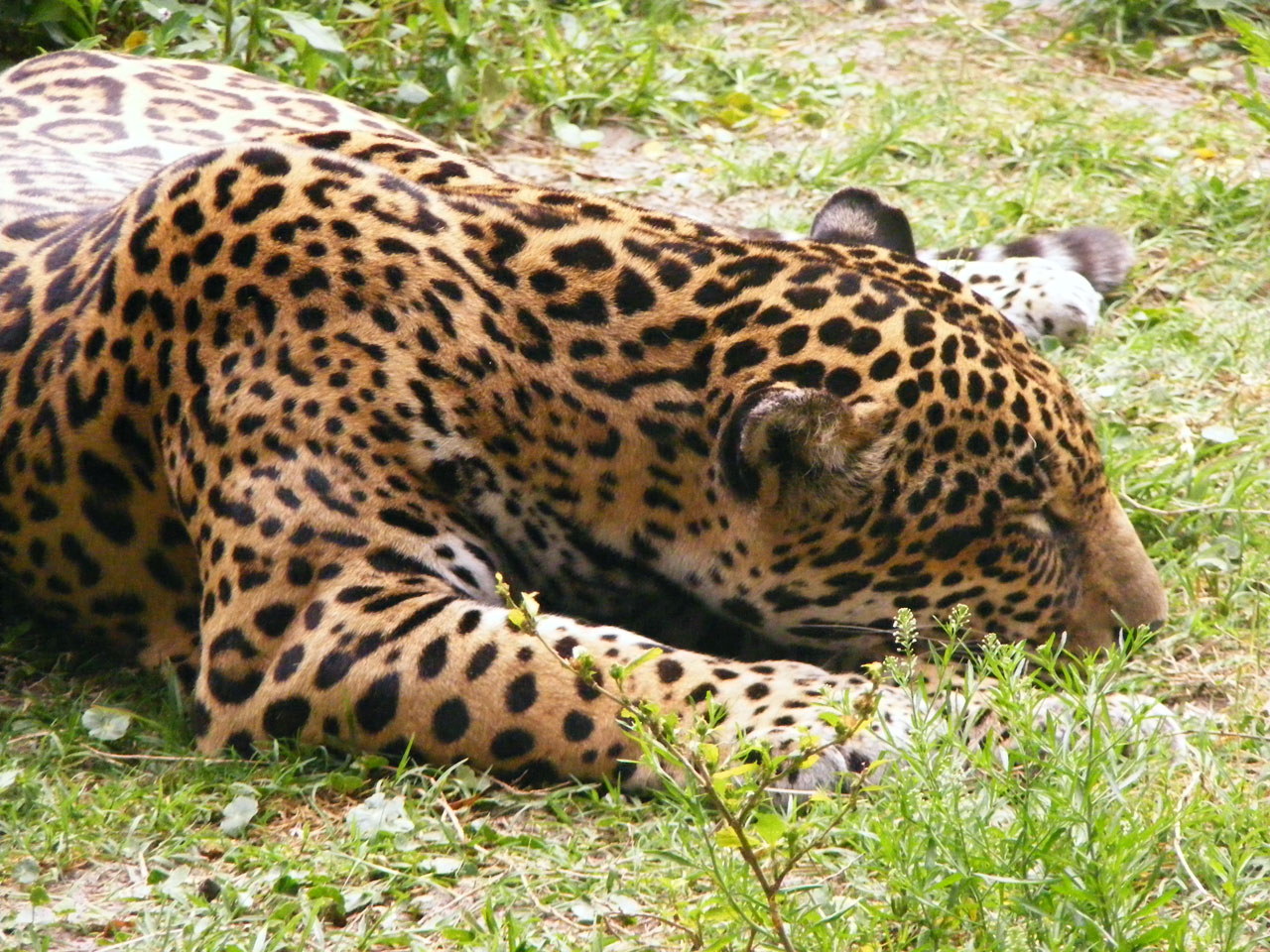 Животные с пятнами. Бенгальский Ягуар. Пятна леопарда гепарда и ягуара. Гепард и леопард. Леопард av.