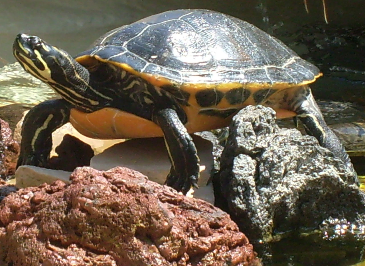 Какие черепахи относятся к морским. Черепаха водоплавающая. Красноухая черепаха. Водяная черепаха. Водные черепахи.