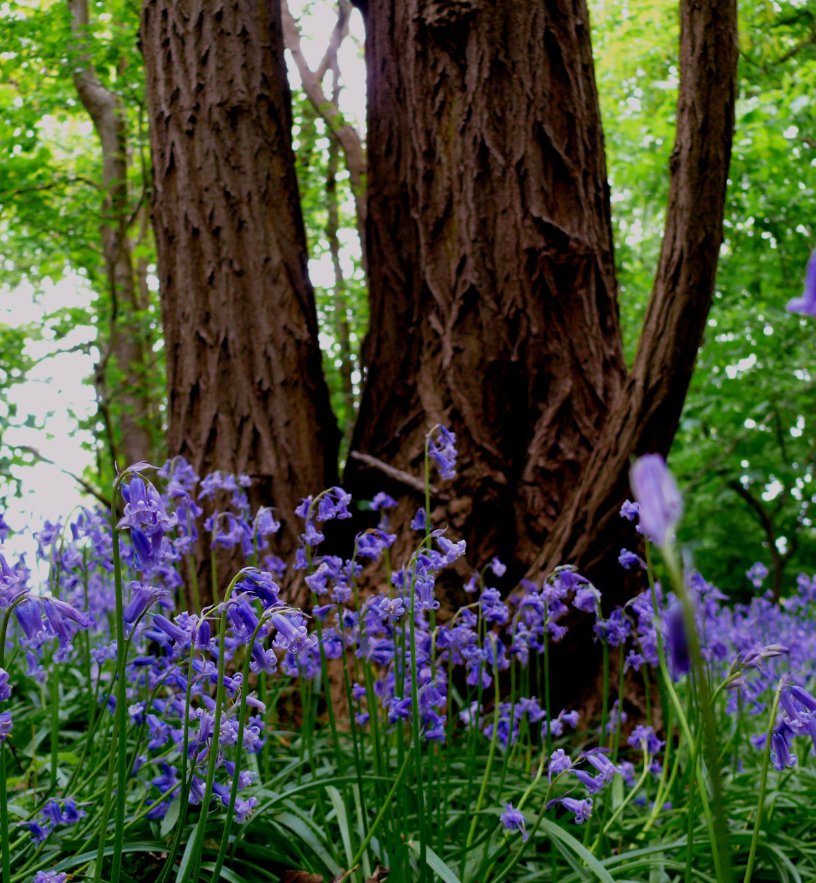 Колокольчик цветок в лесу. Лесные цветы. Синие цветы в лесу. Синие Лесные цветы. Колокольчик Лесной.