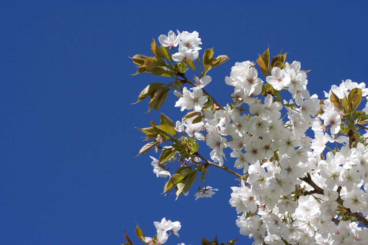 Первого мая цветы песня. Цветущие вишни. Цветение вишни. Цветущие яблони. Ветка яблони.