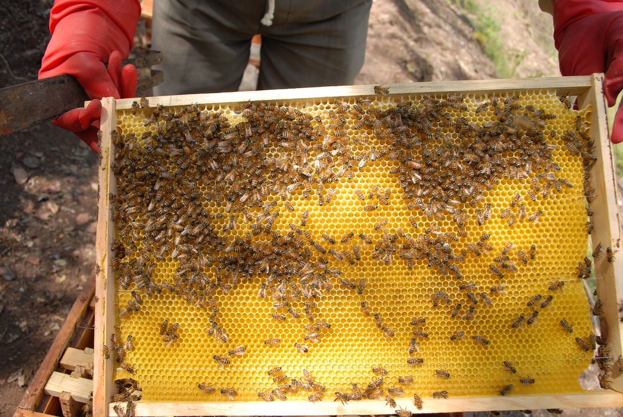 Когда собирают мед. Улей с медом. Медовый домик для пчел. Соты меда. Пчелы мед улей.