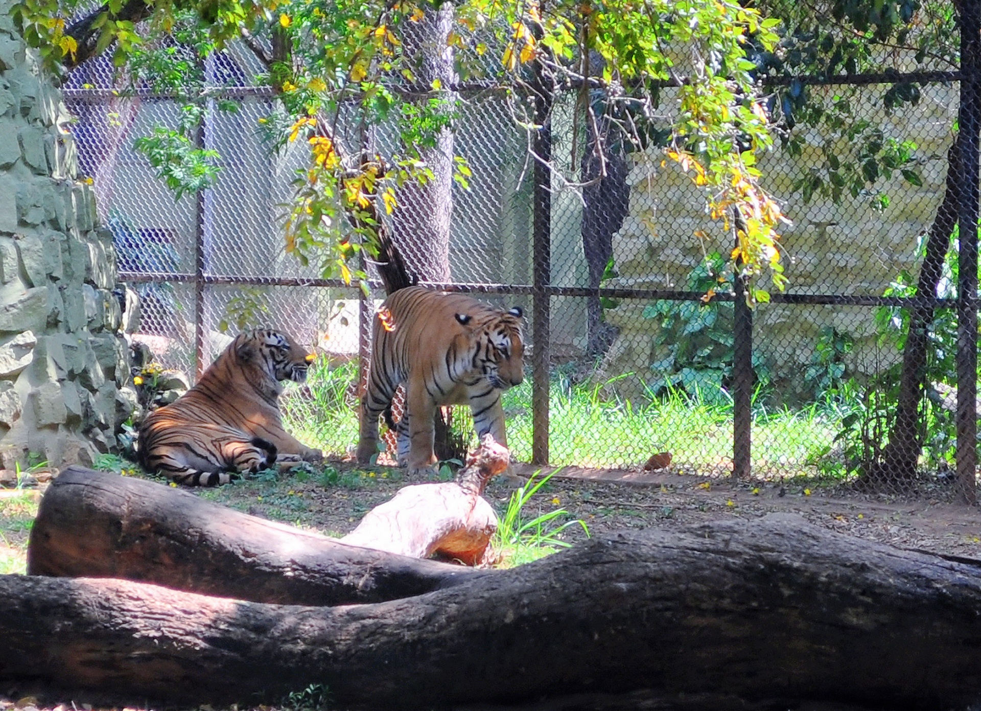 Caged animals. Клетка в зоопарке. Тигр в зоопарке. Тигр в клетку.