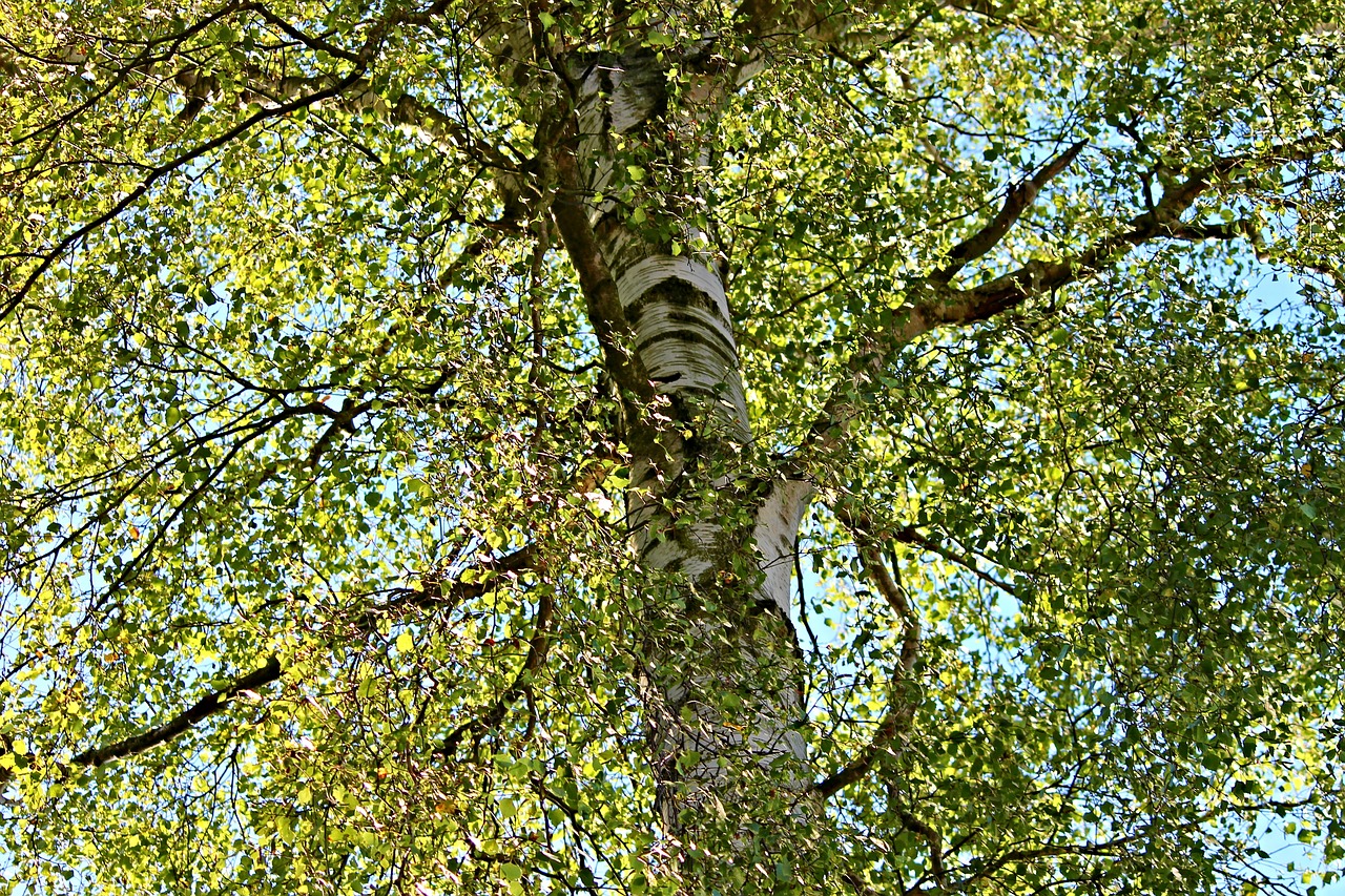 Береза жизнь дерева. Крона дерева береза. Betula pubescens. Betula pubescens дерево. Берёза ольховидная.