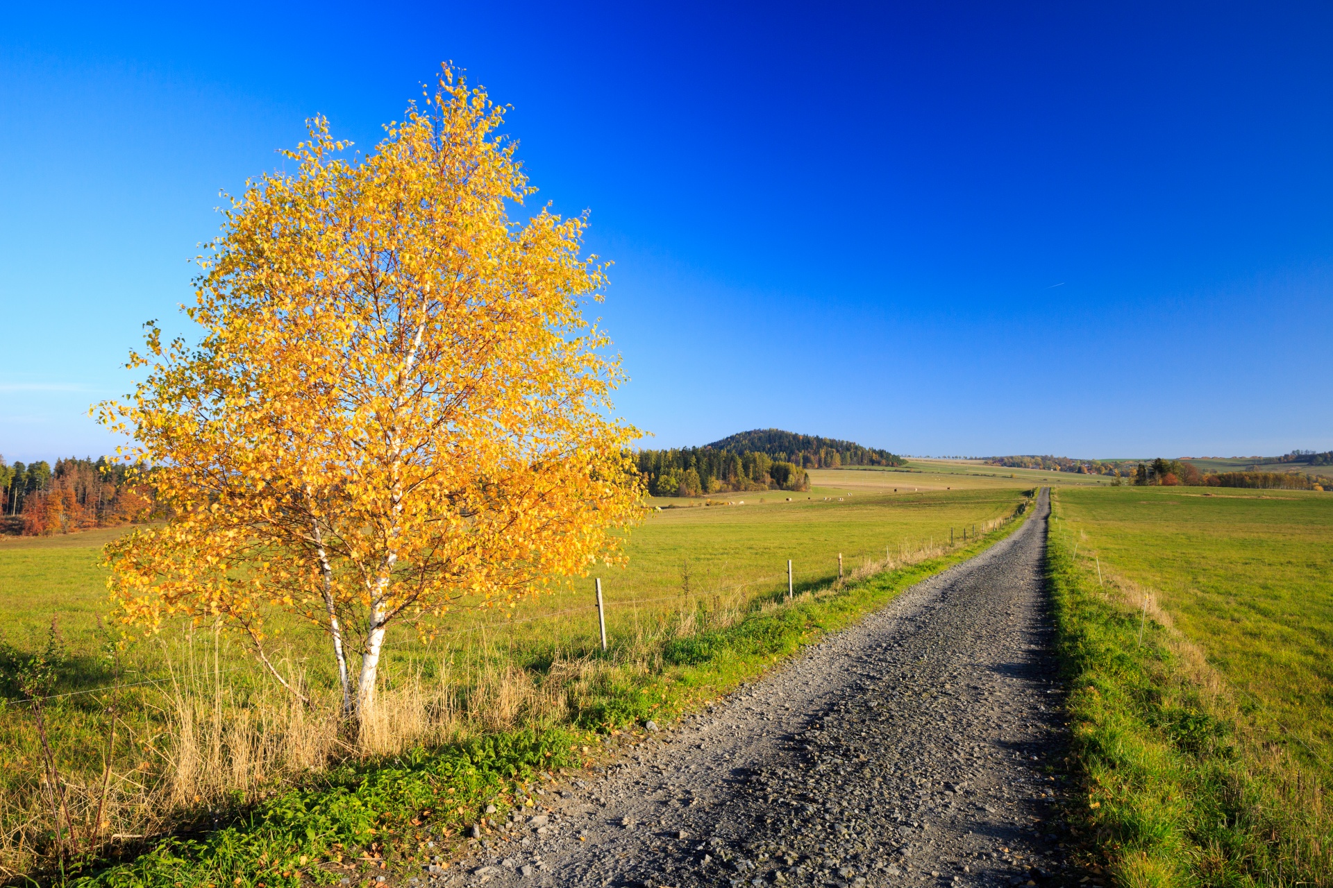 Золотая береза дерево. Желтая береза Канада. Осенняя Проселочная дорога. Осенняя береза. Береза осень.