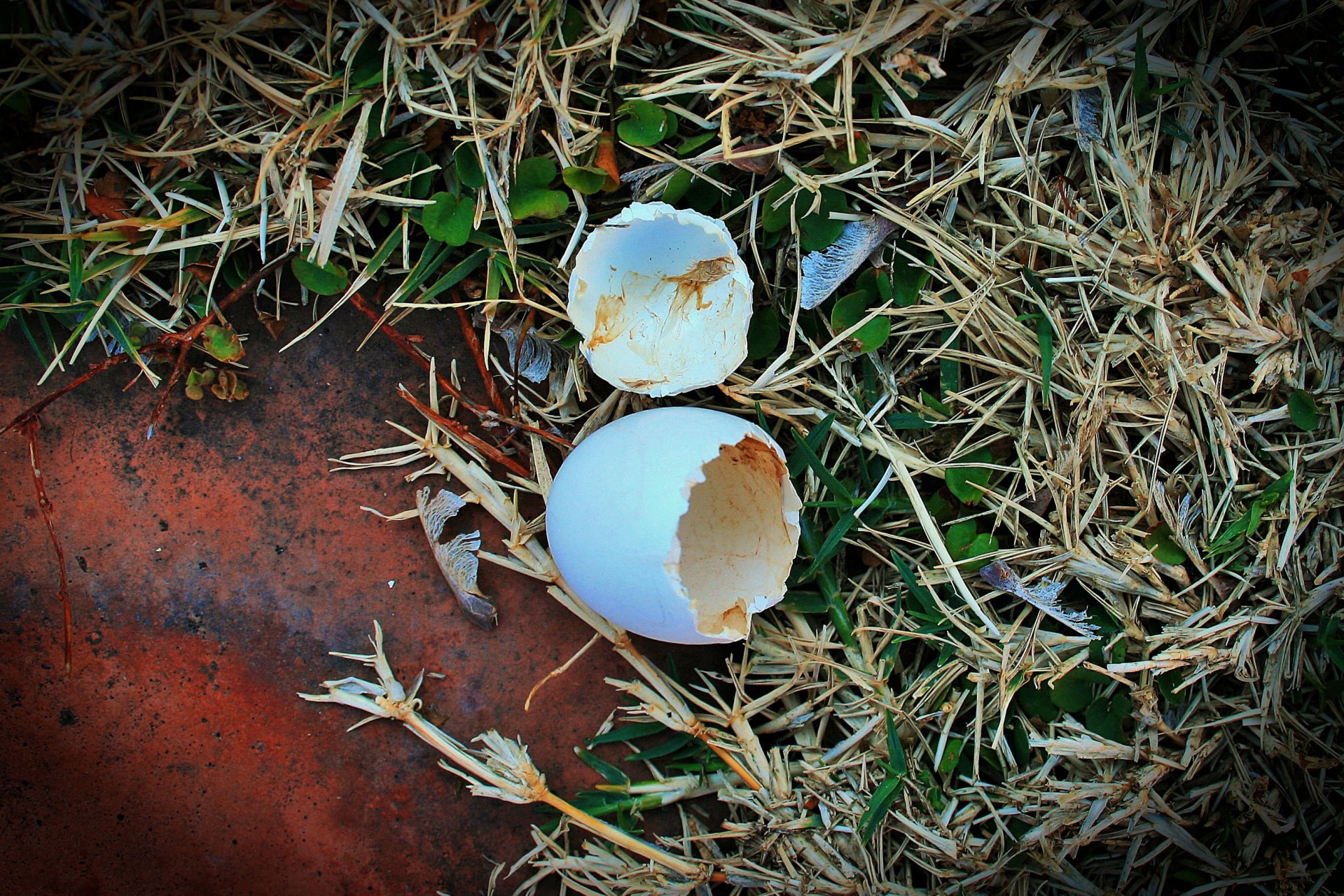Почему падает яйцо. Птичьи яйца. Яйца синицы. Скорлупа птиц. Яйца лазоревки.