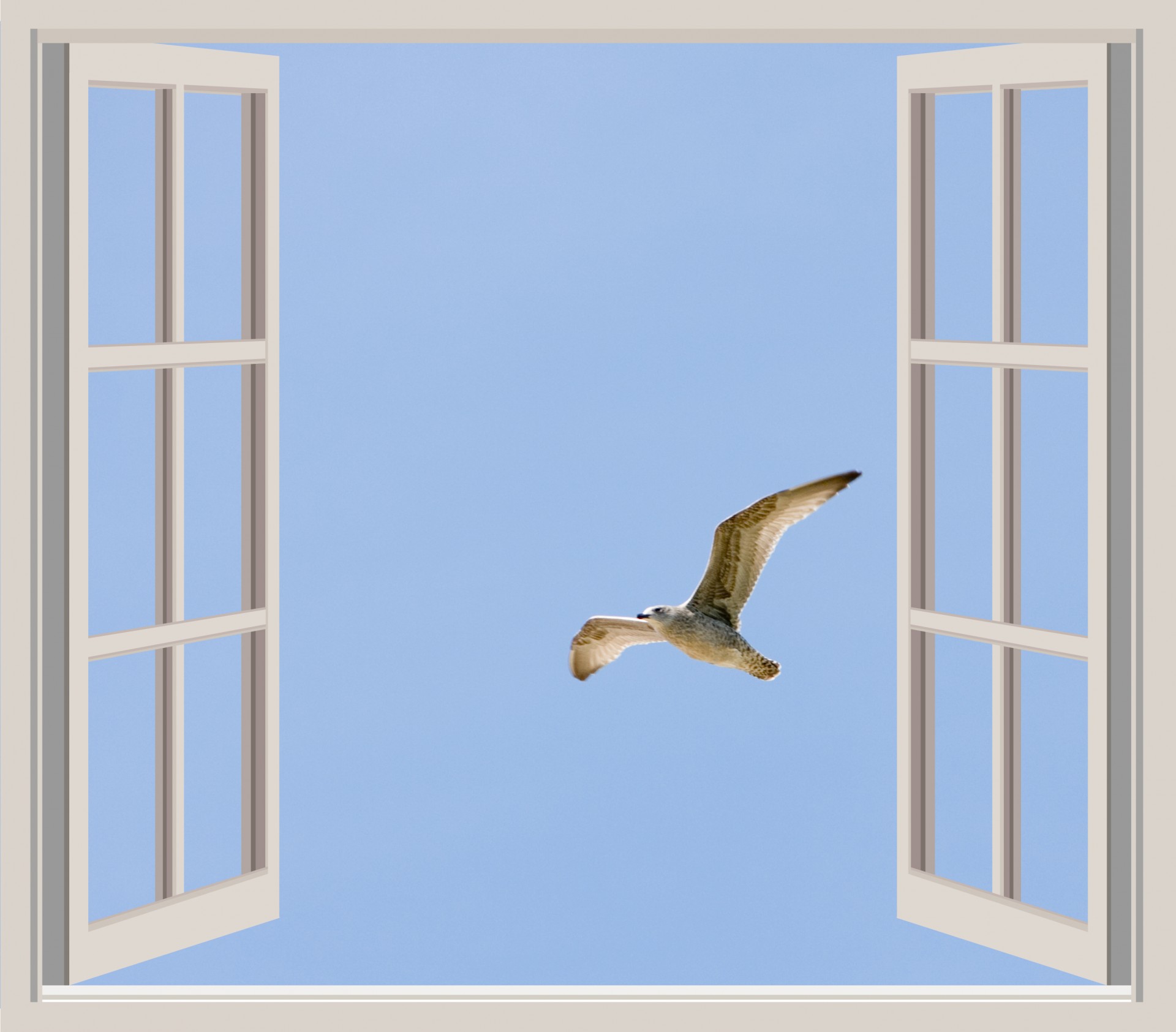 Птицы ударились в окно дома. Птицы на окна. Пиичка ВОКО. Птица ударилась в окно. Птица стукнулась в окно.