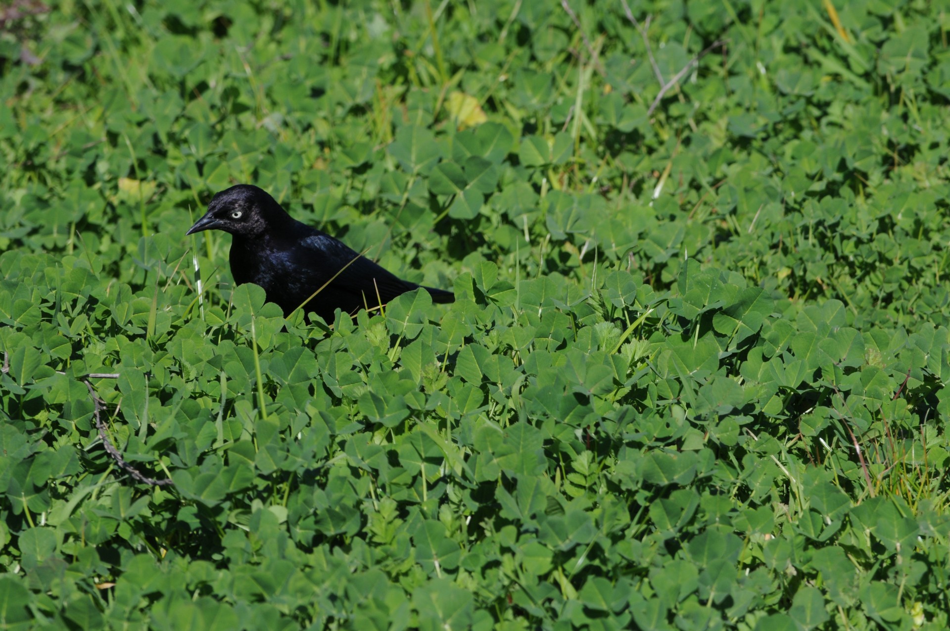 Черные птички на каждой. Черные птицы Санкт Петербурга. Полевые птицы черные. Черная птица питается в траве. Дрозд на огороде.