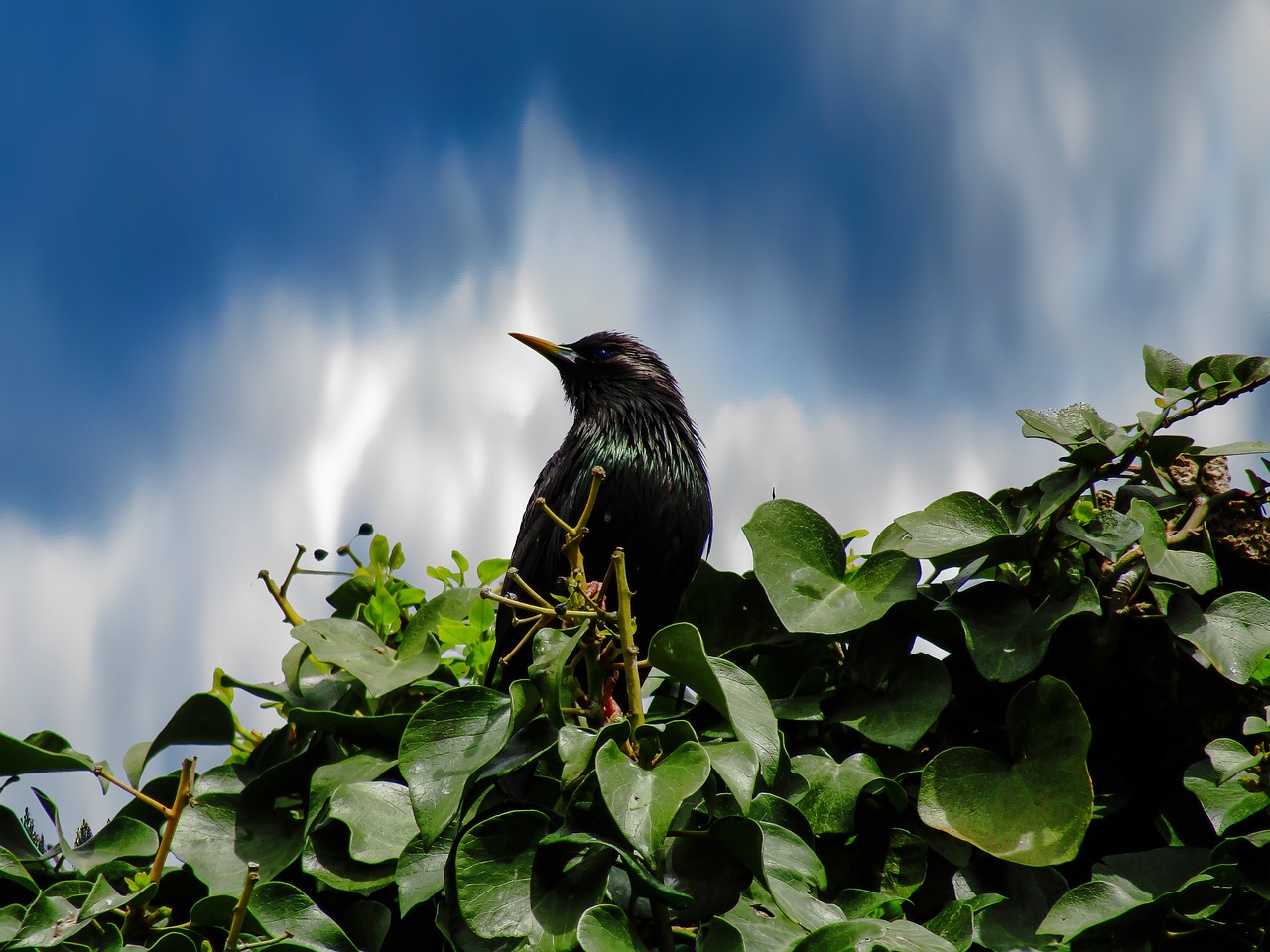 Nice birds. Черные птицы на зеленом дереве. Природа с птицами темная. Ницца птица. Черная птица полет.