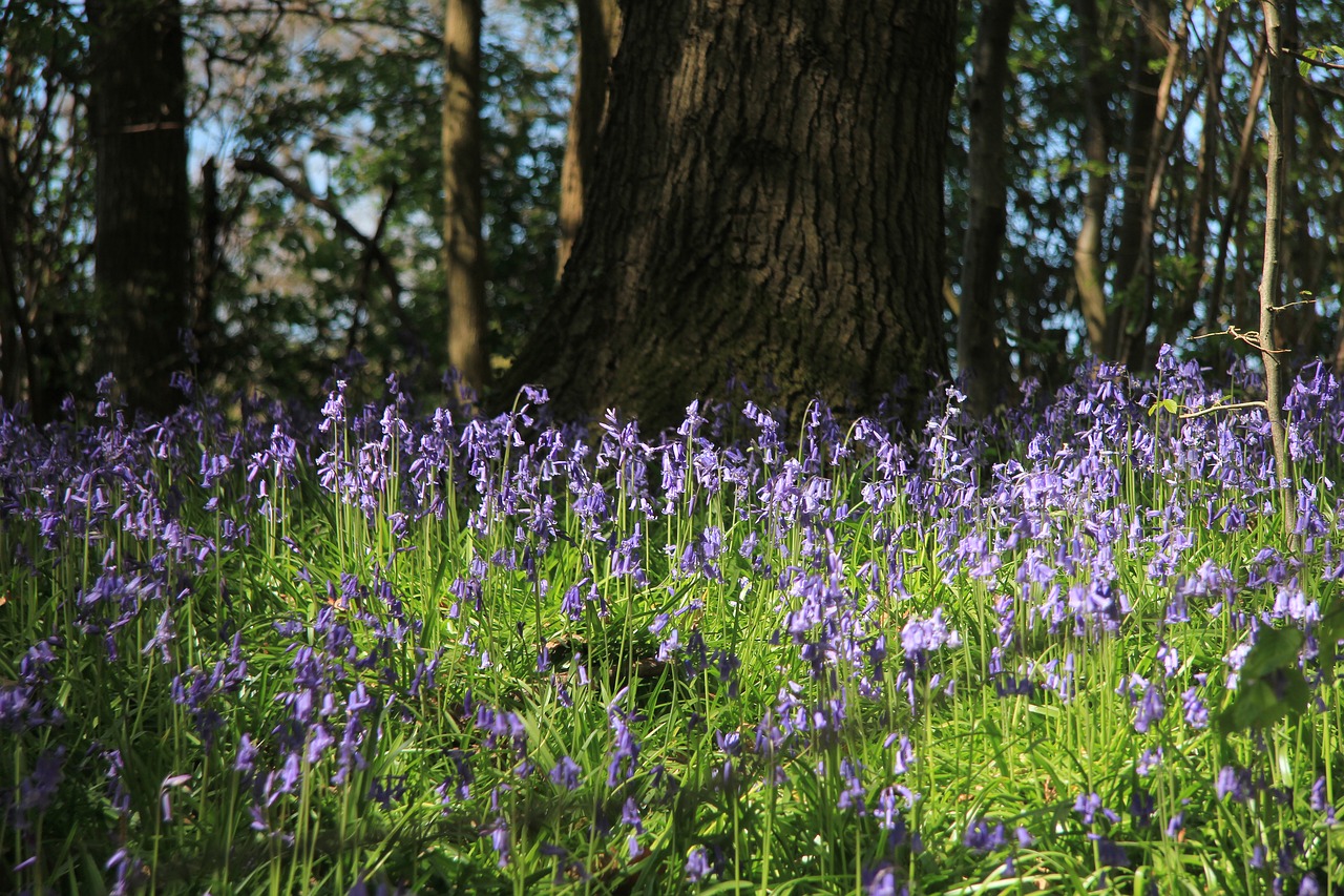 Колокольчик цветок в лесу. Хэмпшир Англия Колокольчиковый лес. Колокольчик Англия. Kinclave Bluebell. Колокольчик Лесной.