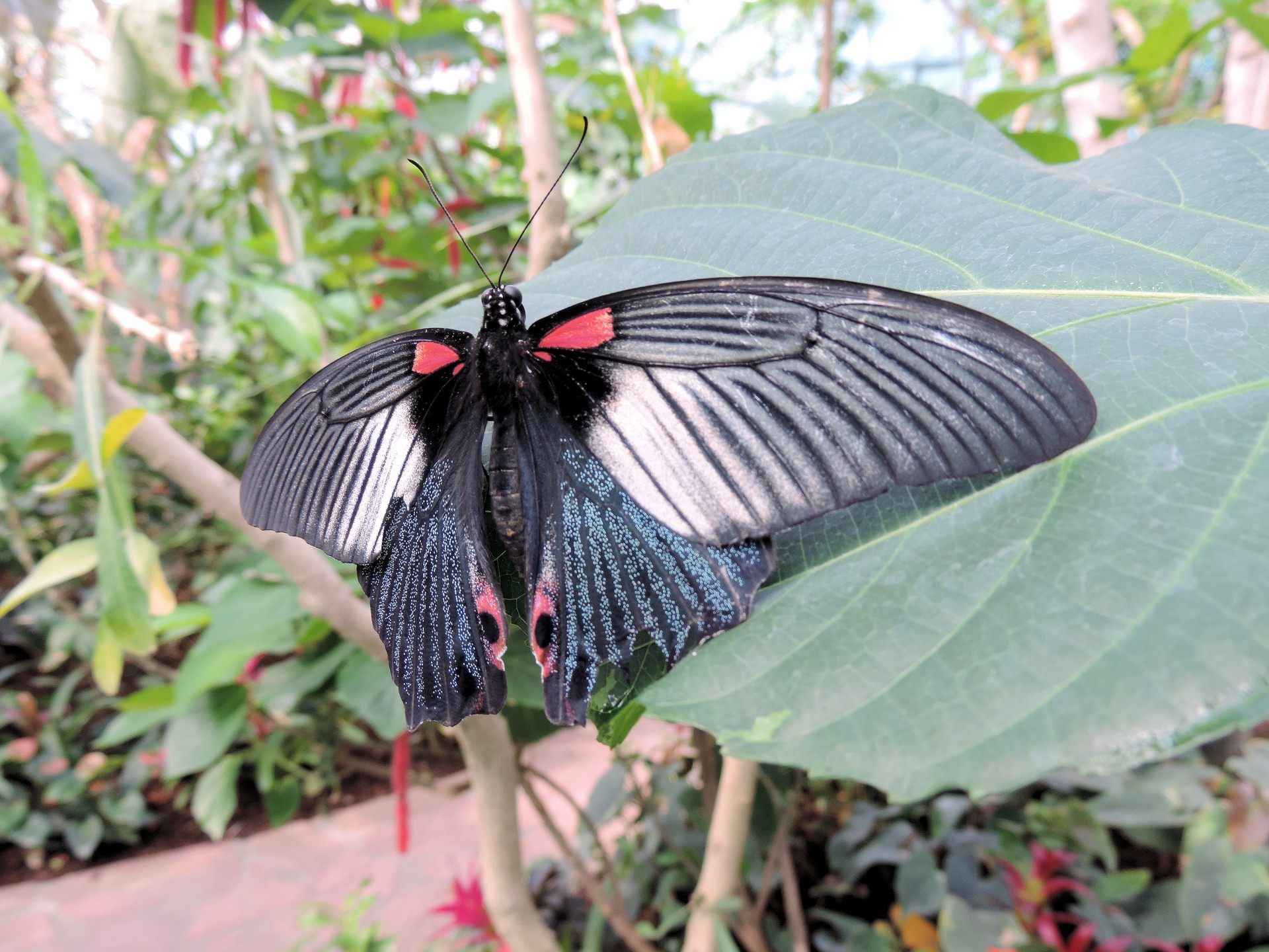 Самое длинное крыло. Тропические бабочки. Редкие бабочки. Бабочка с длинными крыльями. Мотылек с длинными крыльями.