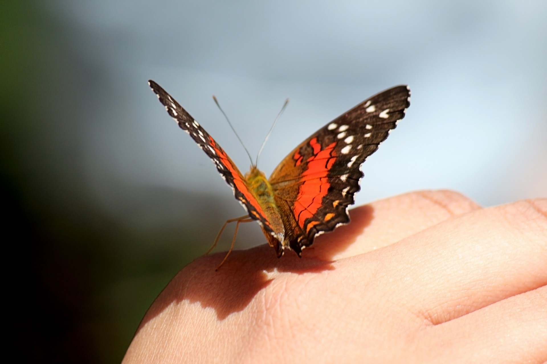 Видео бабочки летают. На руку бабочка. Бабочка на ладони. Бабочка в ладошках. Бабочки летают.