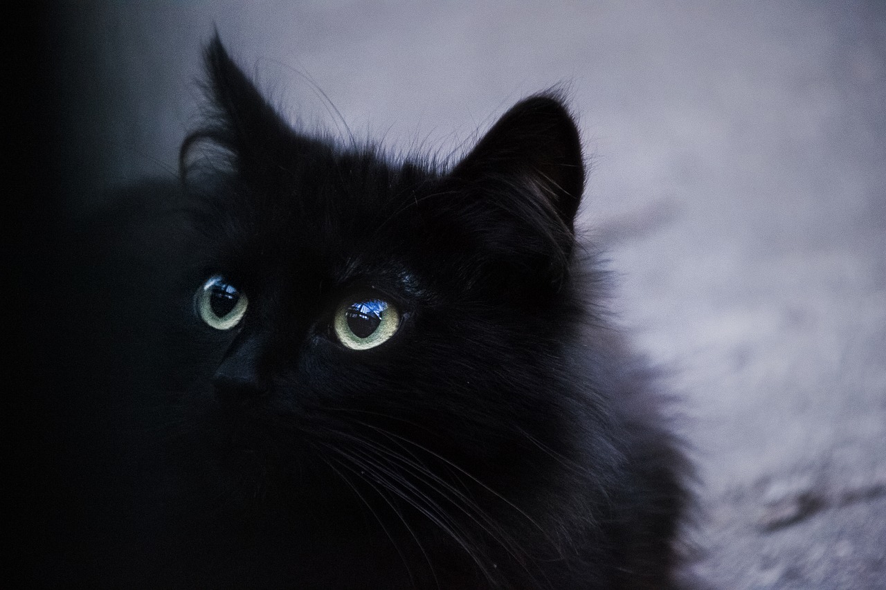 Черные кошки 10. Красивый черный кот. Красивая черная кошка. Очень красивая черная кошка. Чёрная кареглазая кошка.