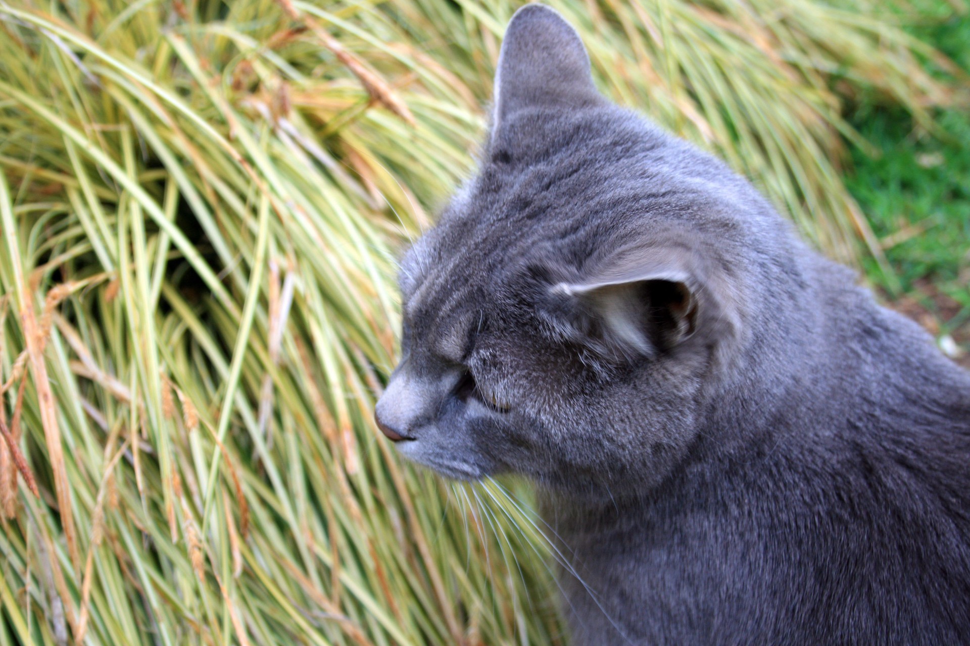 Урчащий кот серый