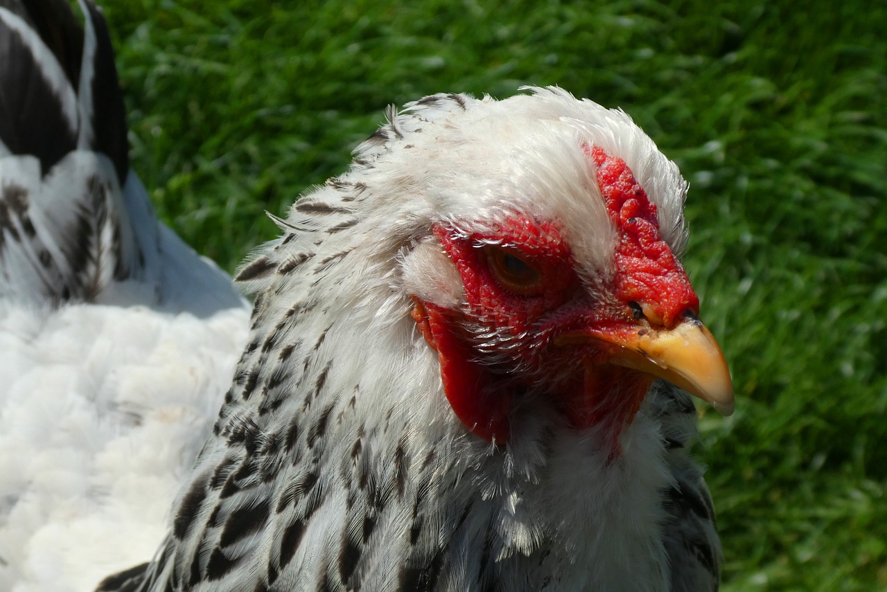 Перо курицы. Оперение курицы. Фото курицы с перьями на голове. Курицы у которых перья на ножках. Усики у него как куриные перья глазки