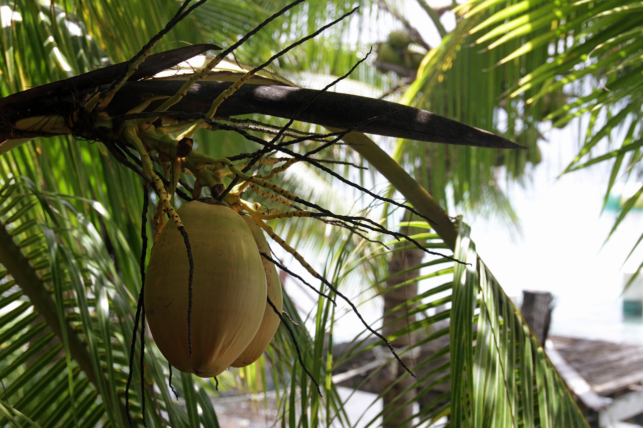 Кокос это ягода или орех. Кокосовая Пальма. Кокос на дереве. Кокосовая Пальма плод. Кокосы на Пальме.