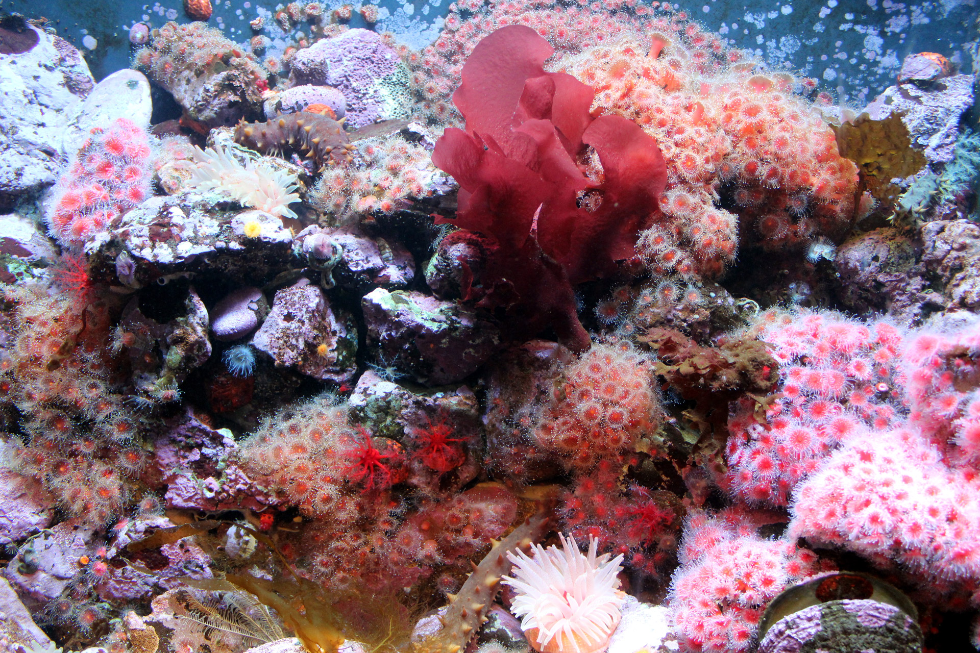 Coral life. Глубоководные склерактиниевые кораллы. Анемон риф. Средиземное море рифы. Кораллы Средиземного моря.