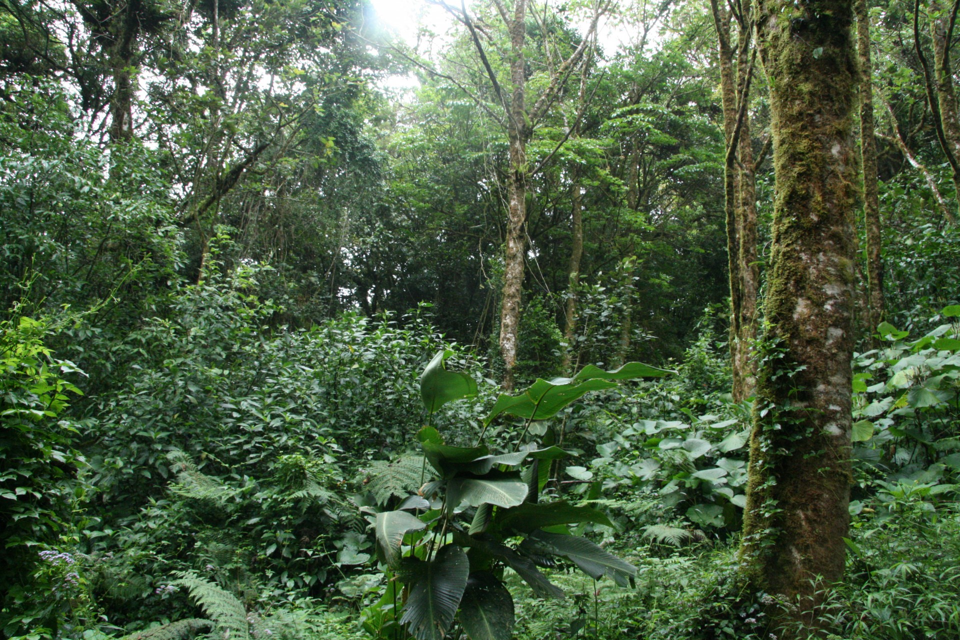 Что такое влажный экваториальный лес. Нижний ярус тропического леса. Влажные экваториальные леса Африки ярусами. Ярусность влажного тропического леса. Экваториальные леса Евразии.