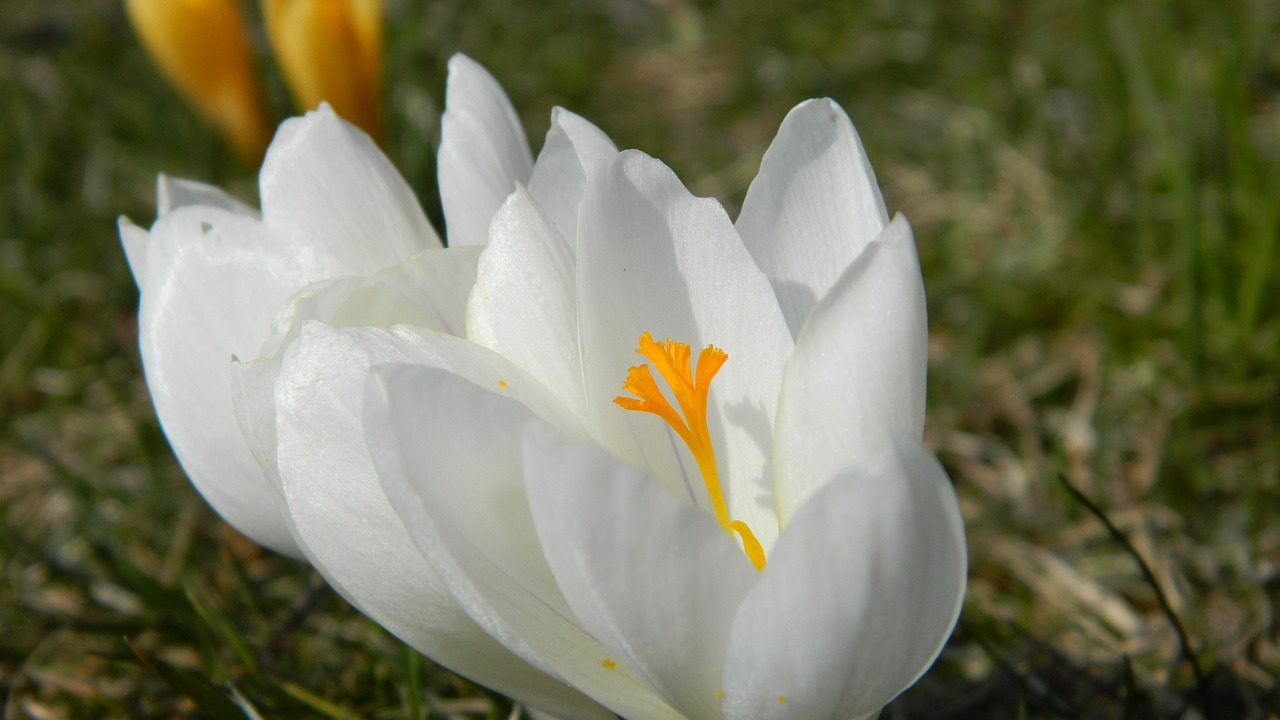 Национальный траур крокус. Крокус Уайт. Шафран цветок белый. Крокус сирийский белый цветок. Белый Шафран растение.