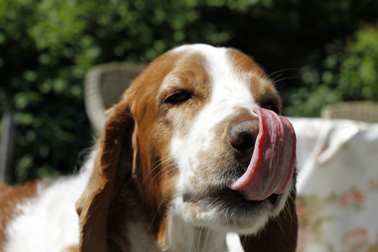 Heaviest animal. Собака с языком. Собака показывает язык. Язык на плече картинки собака.