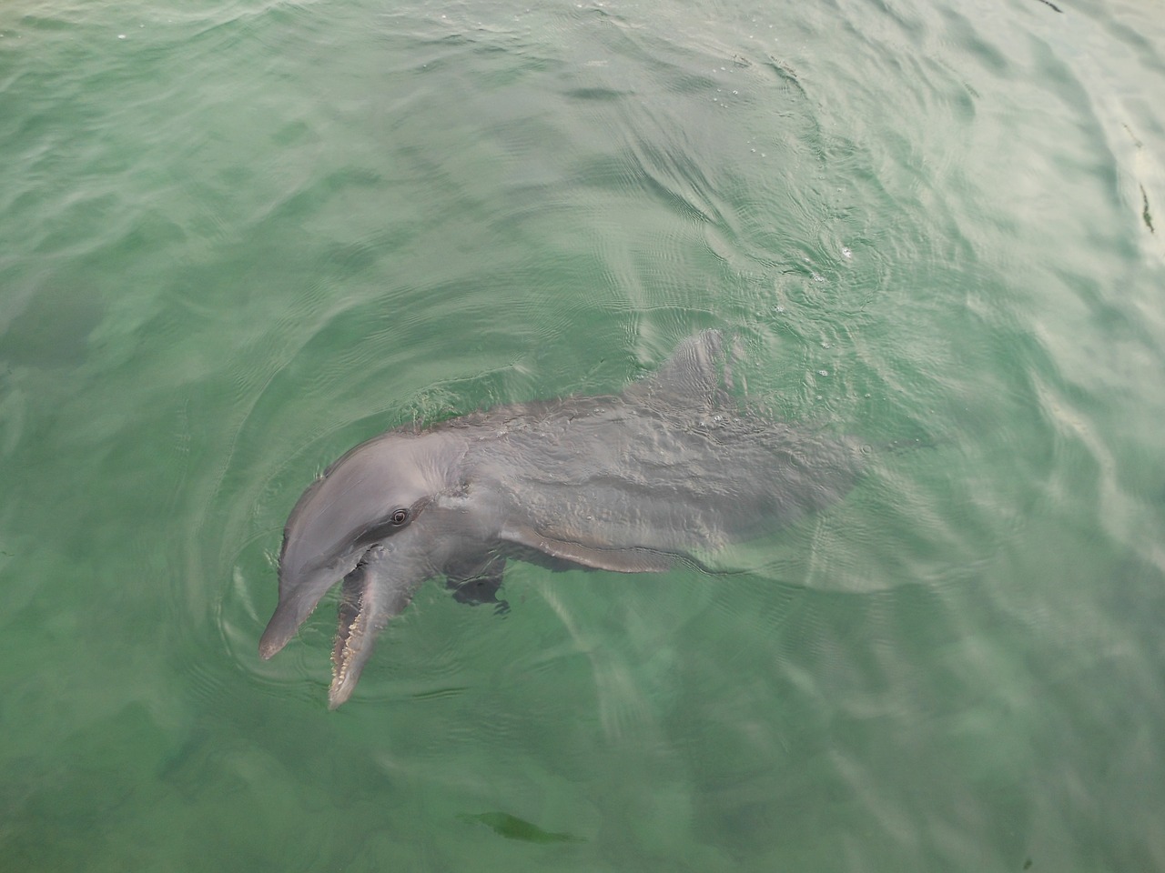 Слушать океан дельфин. Дельфин. В дикой природе Дельфин 30 см.