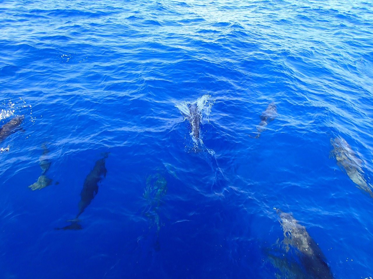 Слушать океан дельфин. Дельфины в океане. Дельфины в океане доме. Голубой океан Дельфин. Дельфины в океане фото.