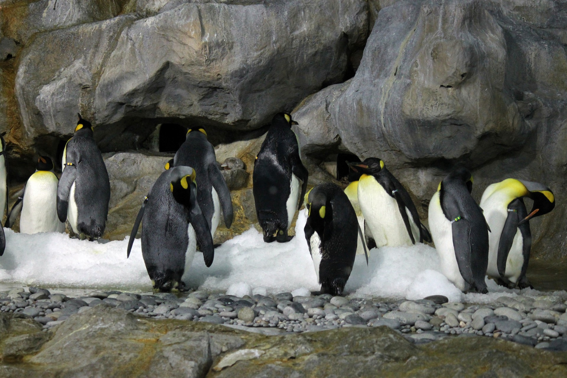 Императорский пингвин чемпион по нырянию среди пингвинов. Императорский Пингвин в Антарктиде. Императорский Пингвин млекопитающий. Императорские пингвины в Антарктиде фото. Большие пингвины.