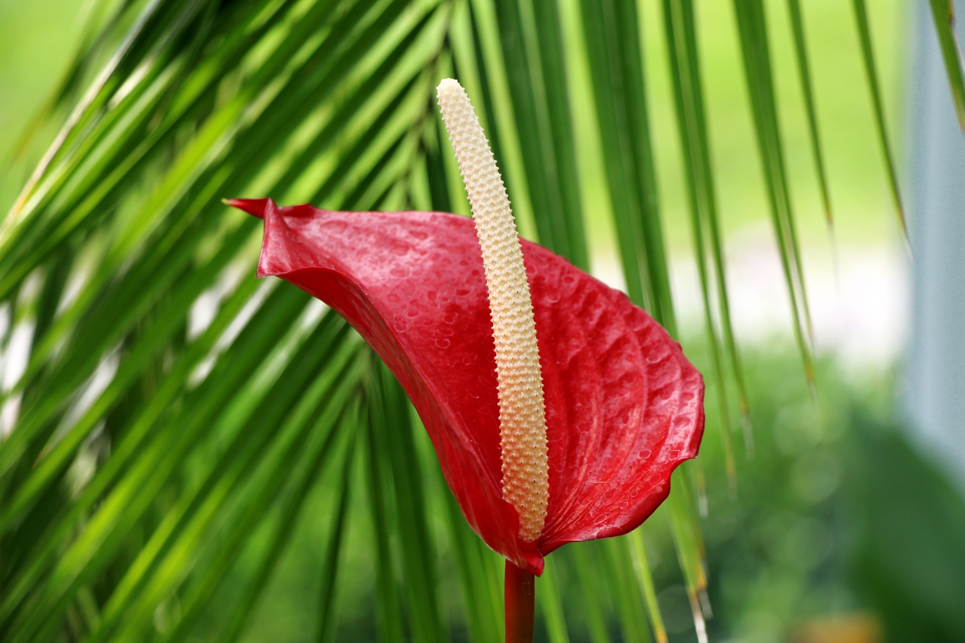 Цветок цветет стрелой. Тропические растения Антуриум (Anthurium) красный. Антуриум arrow. Антуриум Флорида. Anthurium 300.
