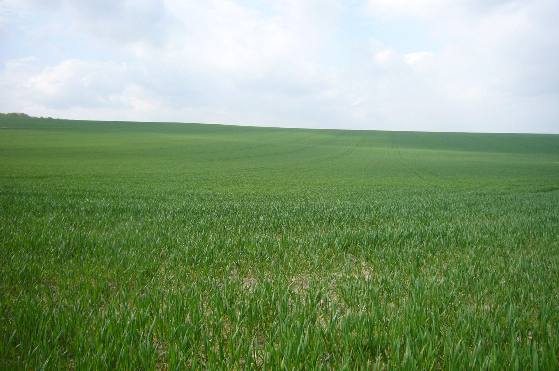 Охотное поле. Травяное поле. Огромное поле травы. Большое поле. Широко поле.