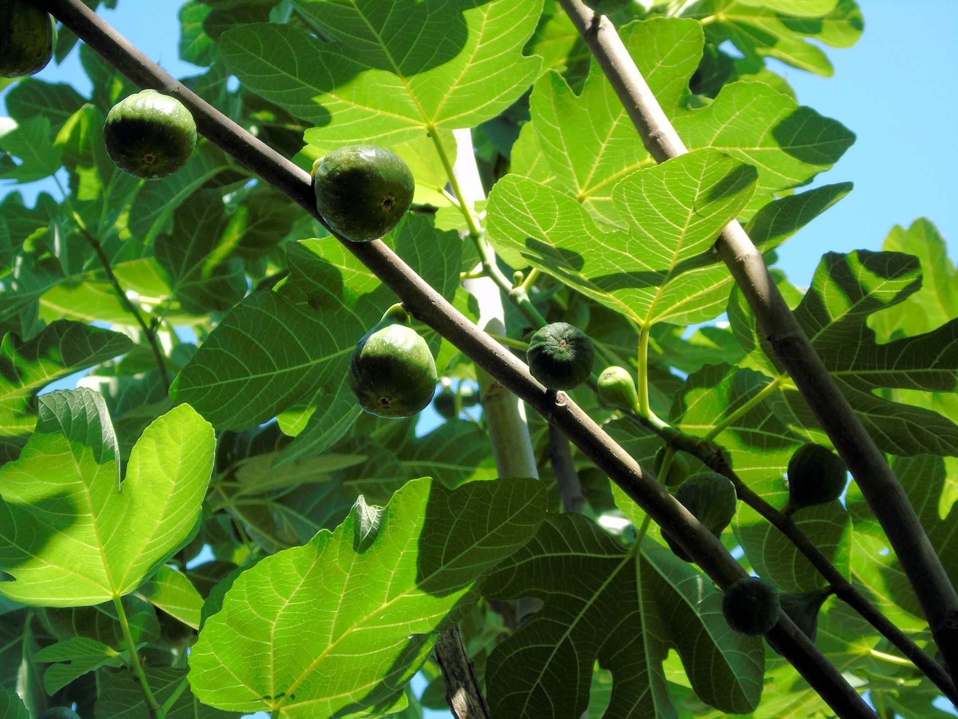 Плоды чудо дерево сканворд 5. Инжир фиговое дерево. Инжир зеленый. Инжир с орехами. Лист фигового дерева.