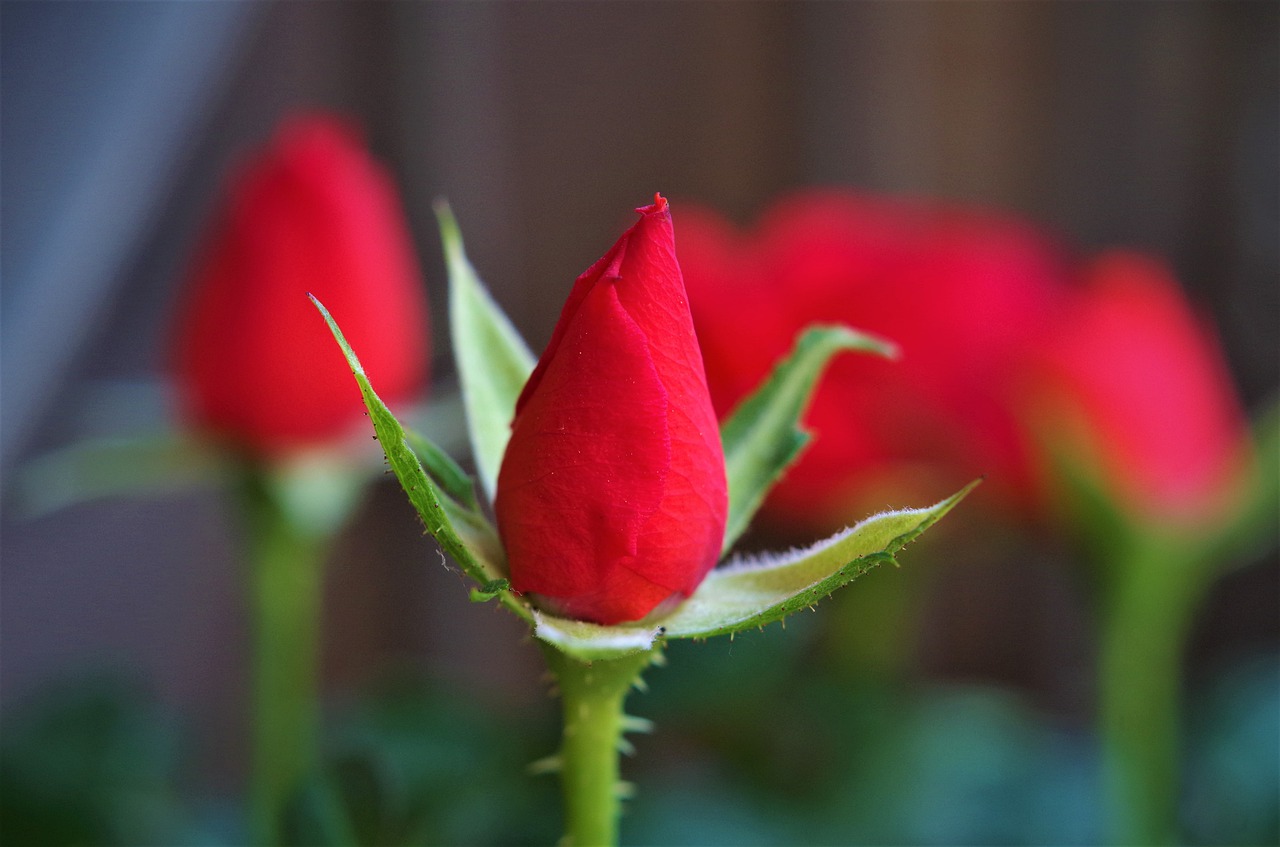Красные бутоны похожие. Бутонные розы. Бутон красной розы. Красивые женские бутоны. Красивый бутон.