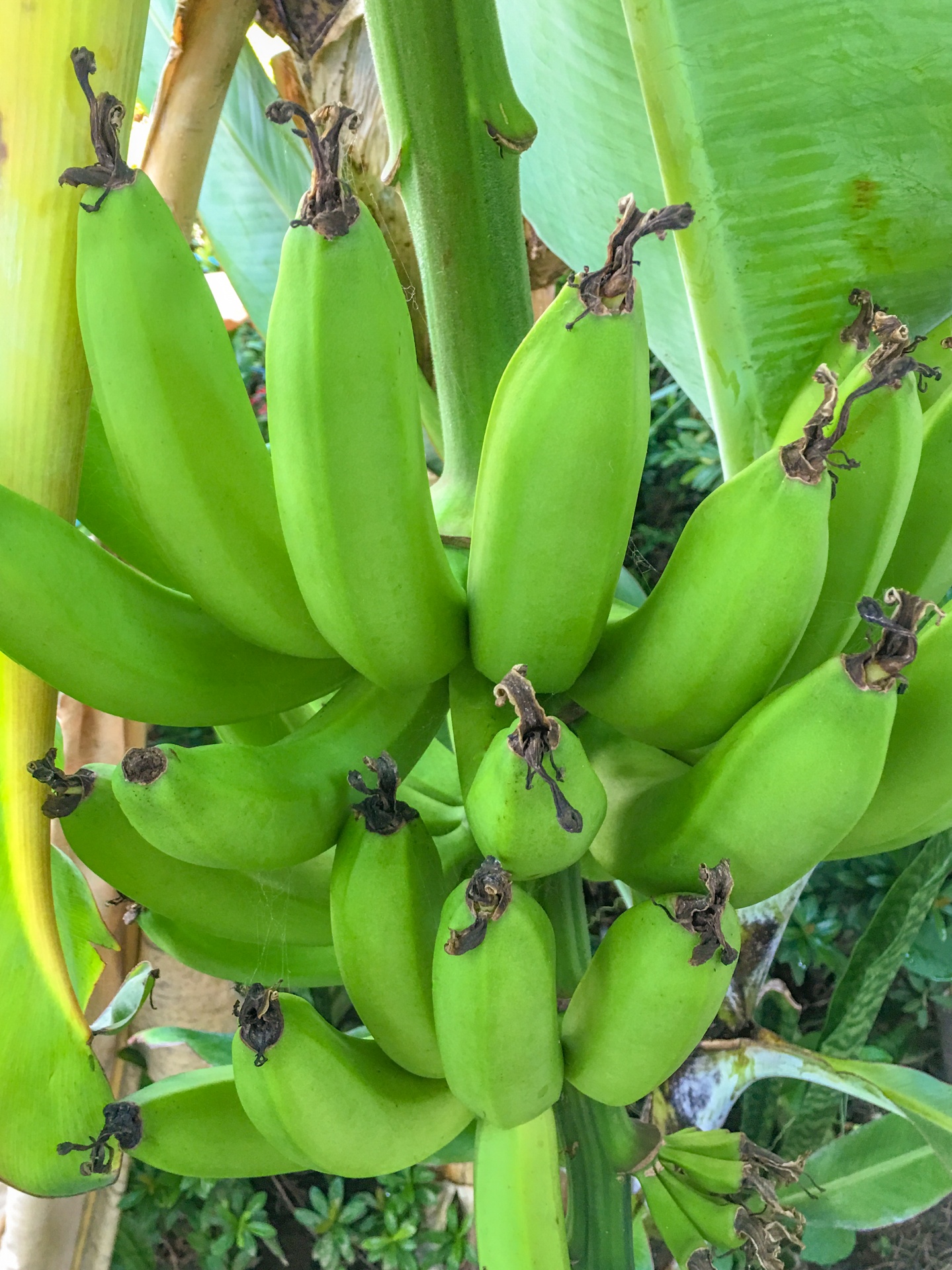 Можно есть зеленые бананы. Зеленые бананы. Сорт зеленых бананов. Зеленые бананы сорт. Маленькие зеленые бананы.