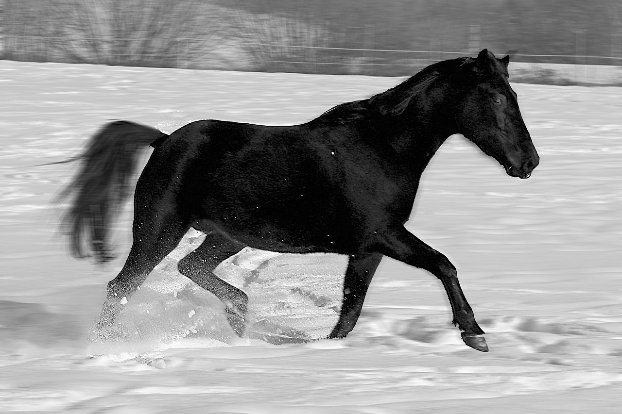 Сонник черная лошадь. Лошадь. Черный конь. Картинки лошадей. Лошадь бежит.