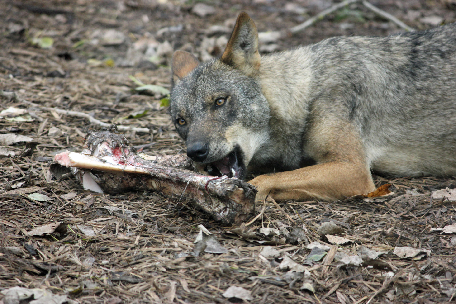 Кто может съесть волка. Иберийский волк.