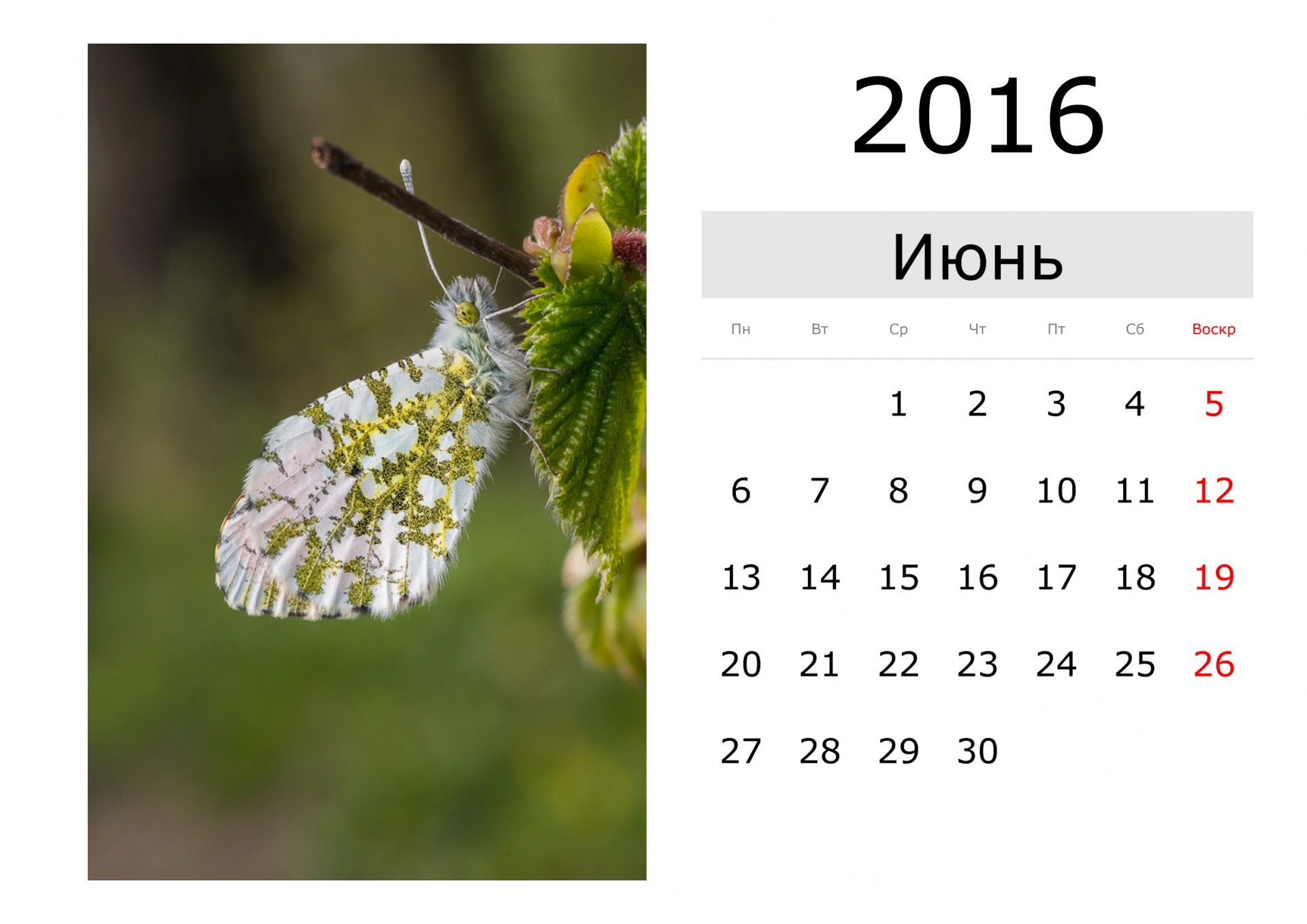 Открой календарь на май. Календарь июнь. Июнь 2016 года календарь. Календарик на июнь. Июнь рисунок к календарю.