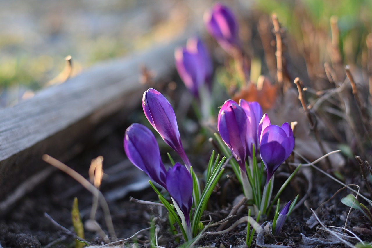 Фиолетовые первоцветы. Первоцветы (подснежники, крокусы, гиацинты).. Крокус сростнолистный. Крокус весенний.