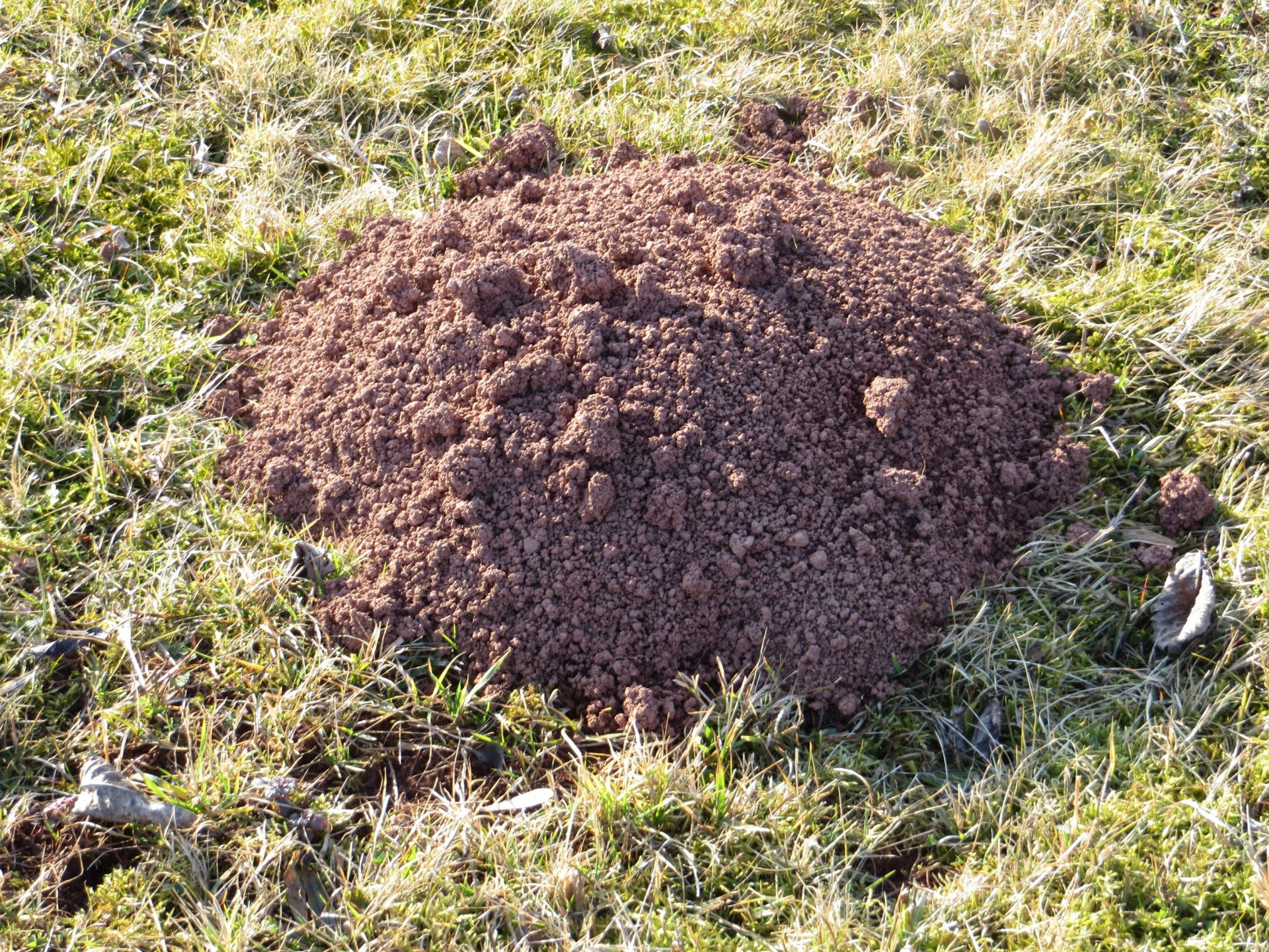 Черные кротовые кучи. Hole Mole. Странно кротовые кучи почти черные темнее земли вокруг. Mole. Moles are growing near penies.
