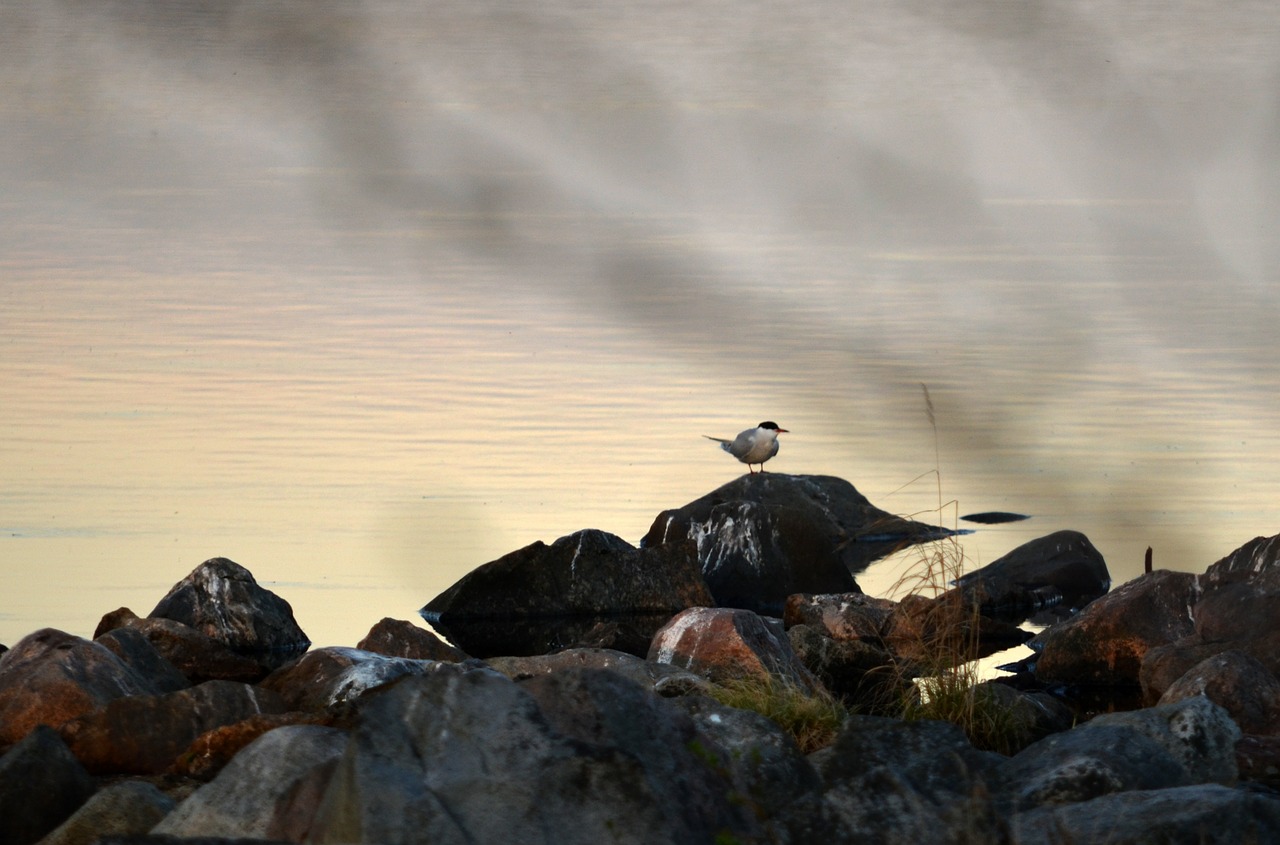 Stone birds. Озеро с каменными птицами. Камень птица вода. Птичий камень. Каменная птица.