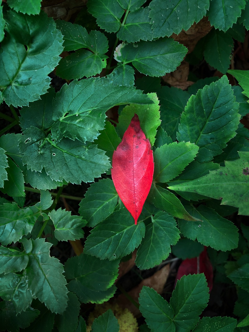 Красное и зеленое читать. Мидмелист красный. Растение с красными листьями. Растение с красными листочками. Цветок с красно зелеными листьями.