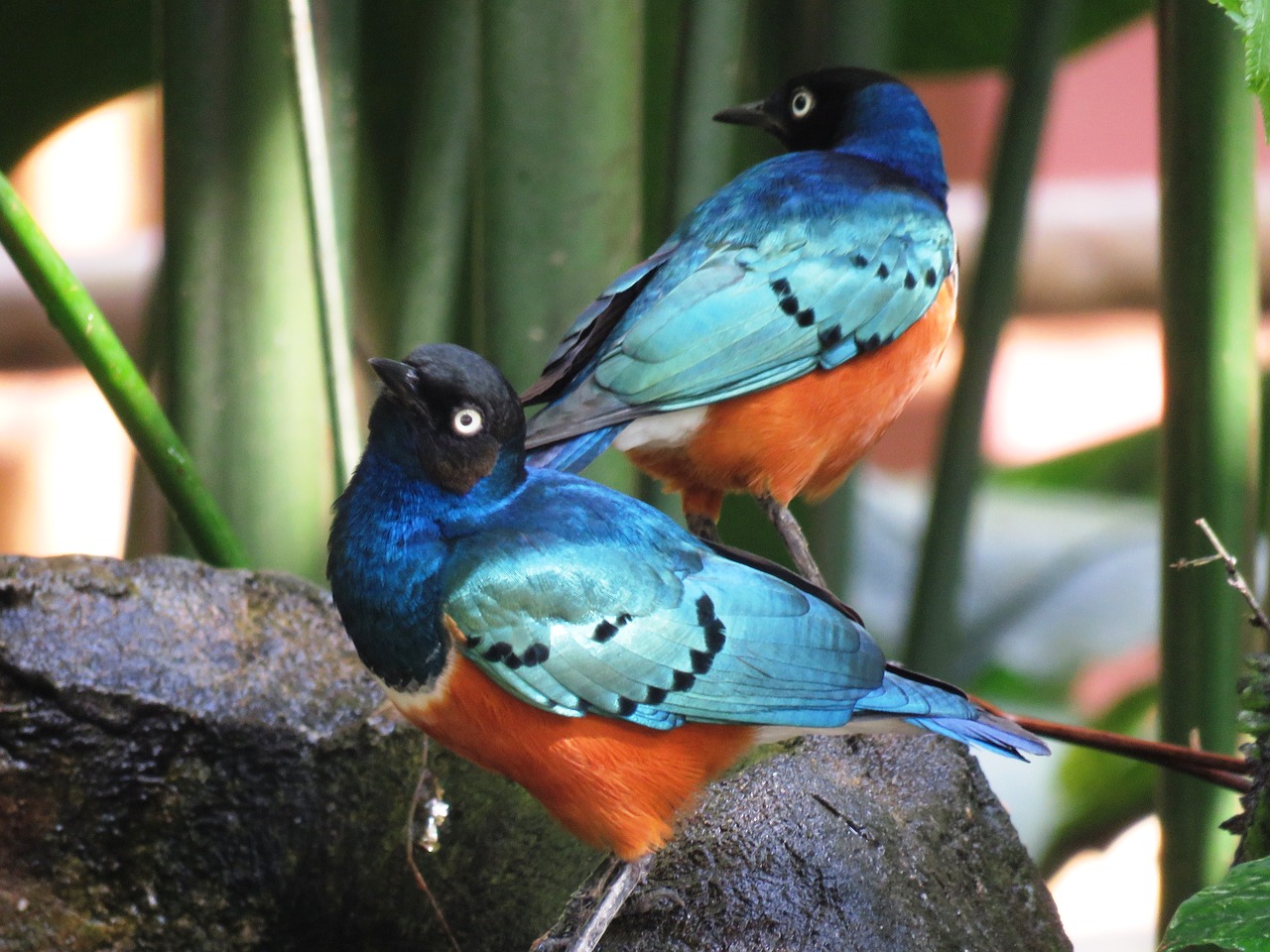 Две синие птицы. Оранжевый с синим птица фото. Фото птица голубой и оранжевый. Two Blue Birds Lawrence. Фото двух урагусов птичек вместе на фото супер качество.