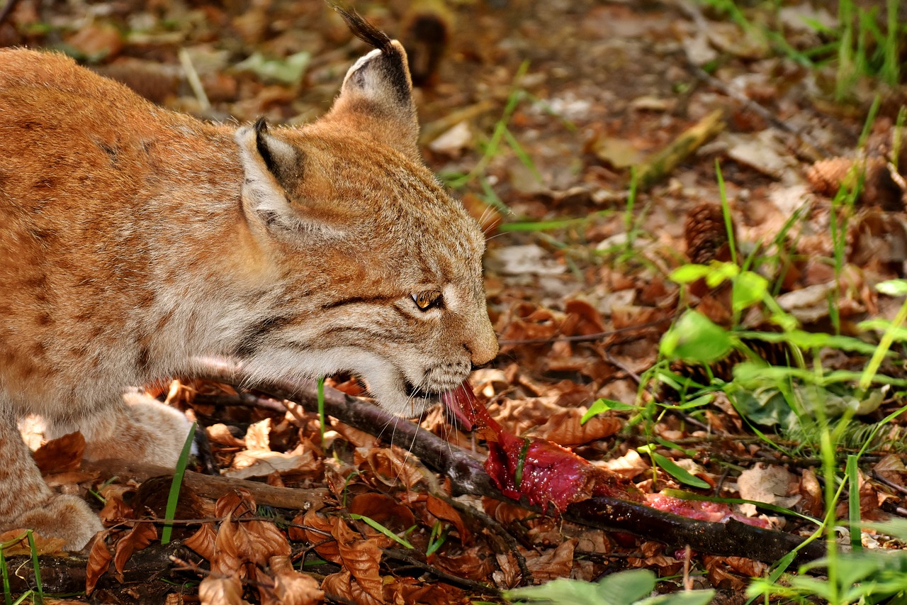 Dangerous wild animals. Опасные животные в лесу. Рысь питание. Рысь обыкновенная ест. Кошки хищники.