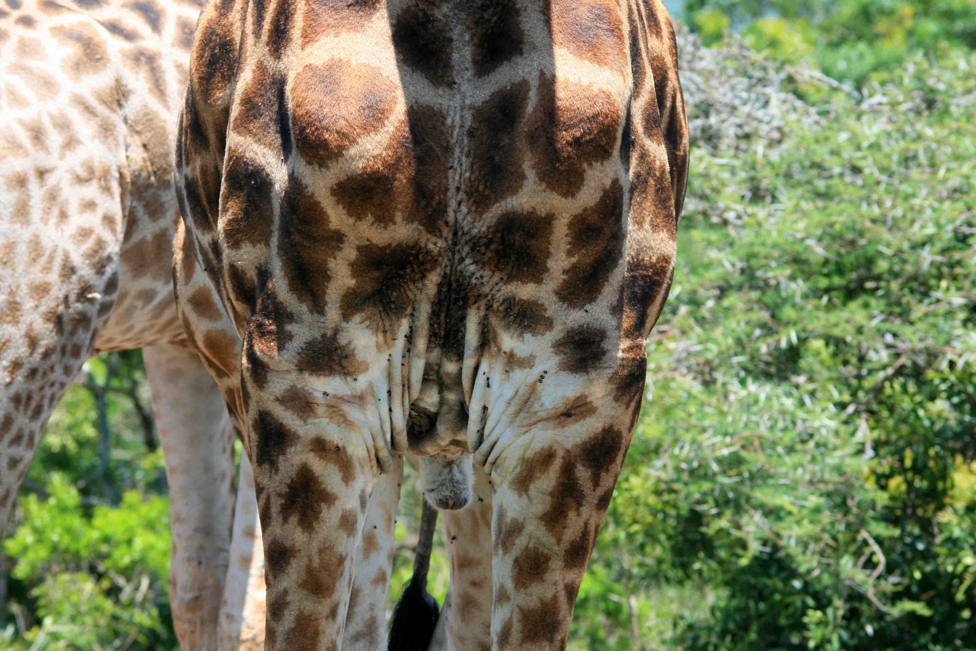 член у жирафа длина фото 63