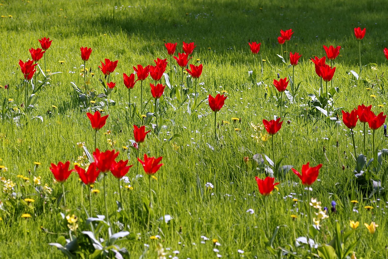 Полевые тюльпаны. Луговые тюльпаны. Луг с тюльпанами. Луга цветущих тюльпанов.