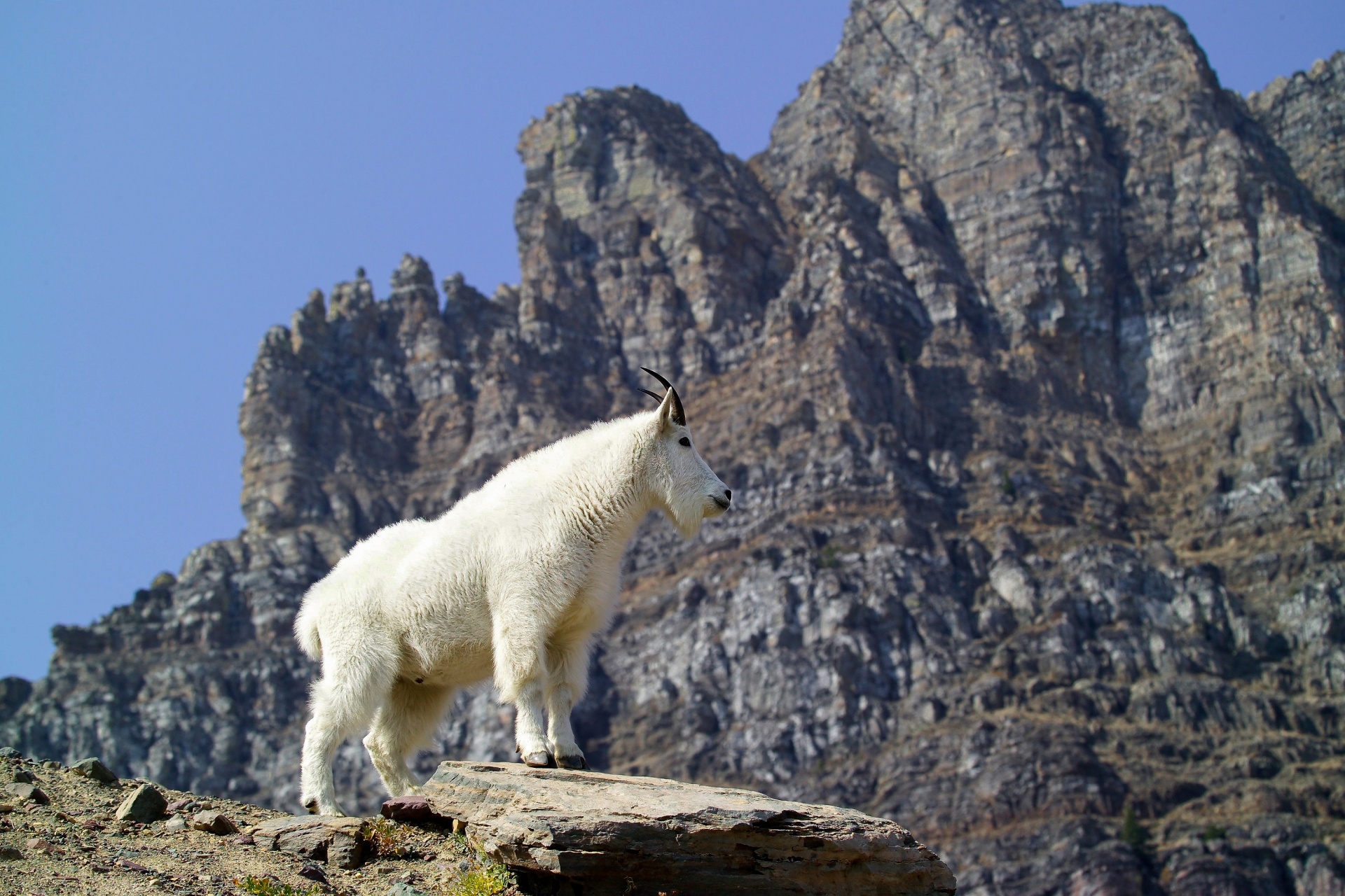 Эндемиком северной америки является животное. Снежная коза Северной Америки. Йеллоустонский национальный парк Снежная коза. Гималайский горный козёл. Национальный парк Олимпик Снежная коза.
