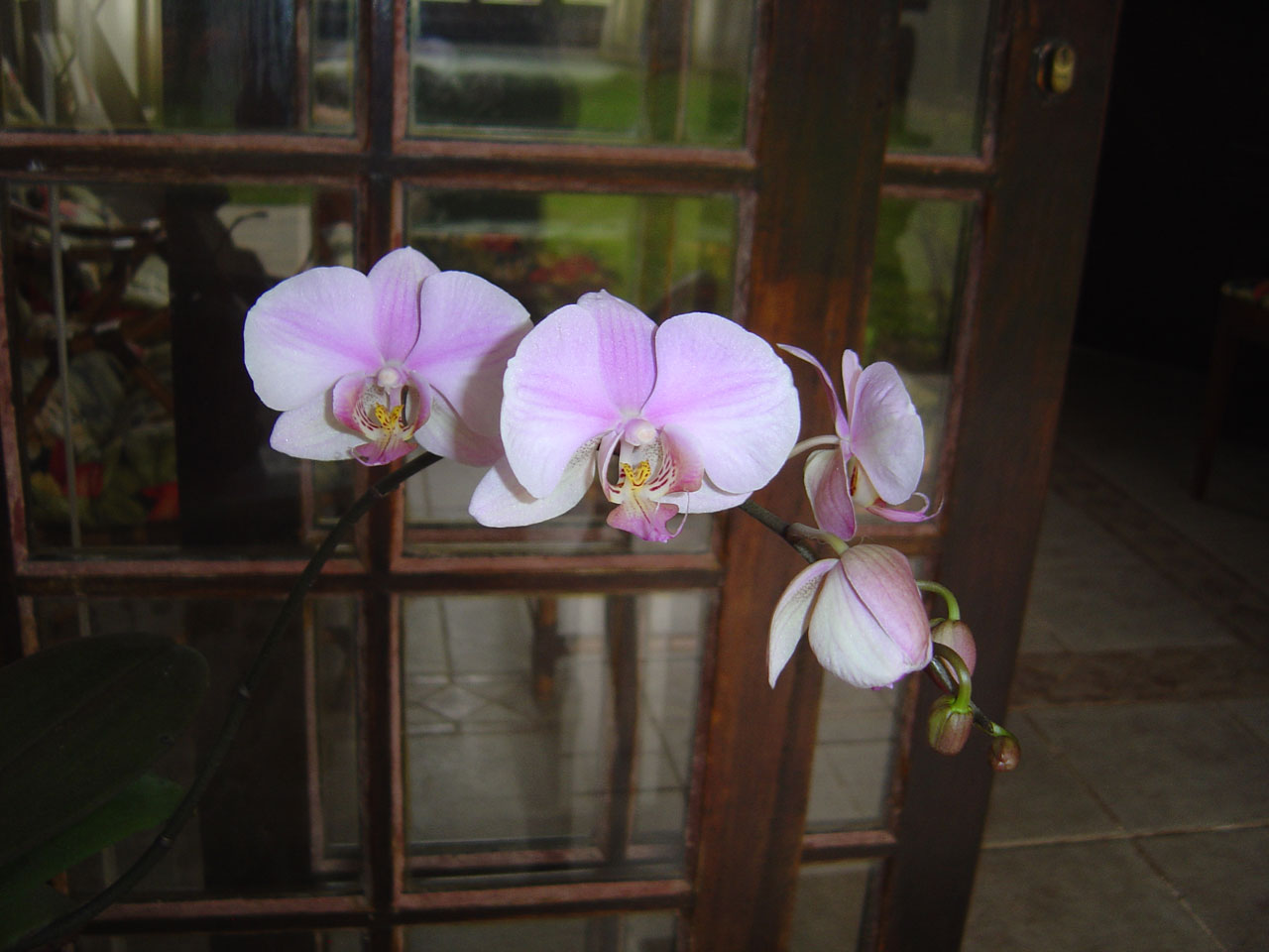 Как отличить орхидею. Орхидея фаленопсис Алексия. Фаленопсис бабулетка. Фаленопсис Олимпия. Орхидея фаленопсис Ларк Сонг.