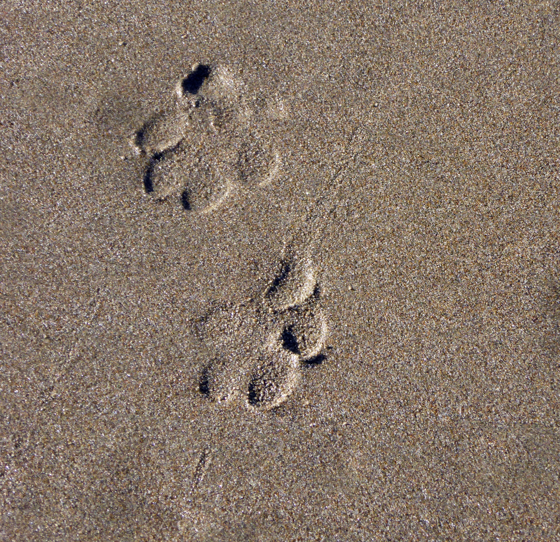 След недели будет. Следы. Следы на песке. Кошачьи следы на песке. Следы кота на песке.