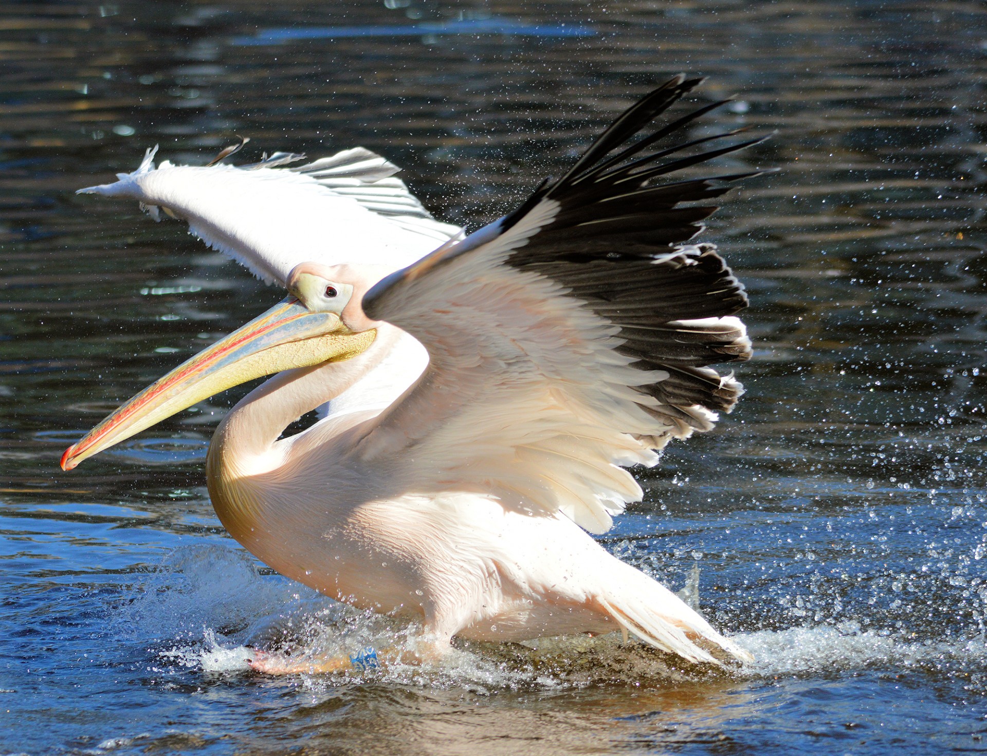 Рыба из клюва пеликана геншин. Пеликан птица. Американский Пеликан. Розовый Пеликан. Перуанский Пеликан.