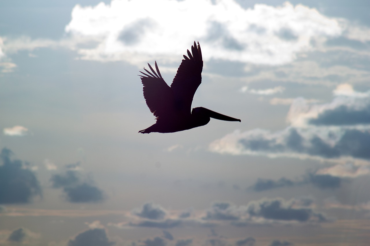Способность птиц летать всегда. Силуэты птиц в небе. Фотосессия силуэт небо птицы. Силуэт пеликана в полете. Пеликан в небе.
