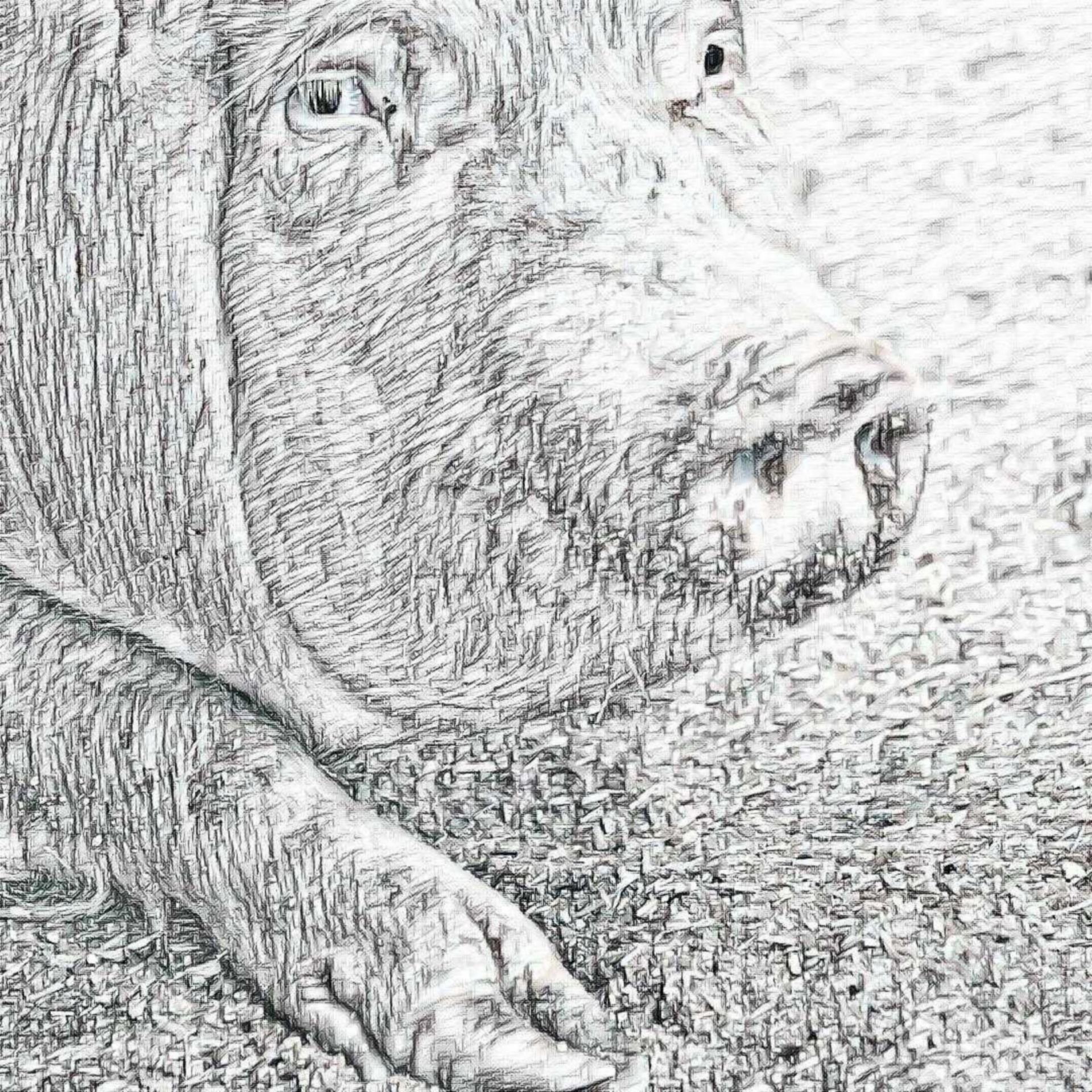 Свинья карандашом. Свинья набросок. Свинья рисунок карандашом. Портрет свиньи.