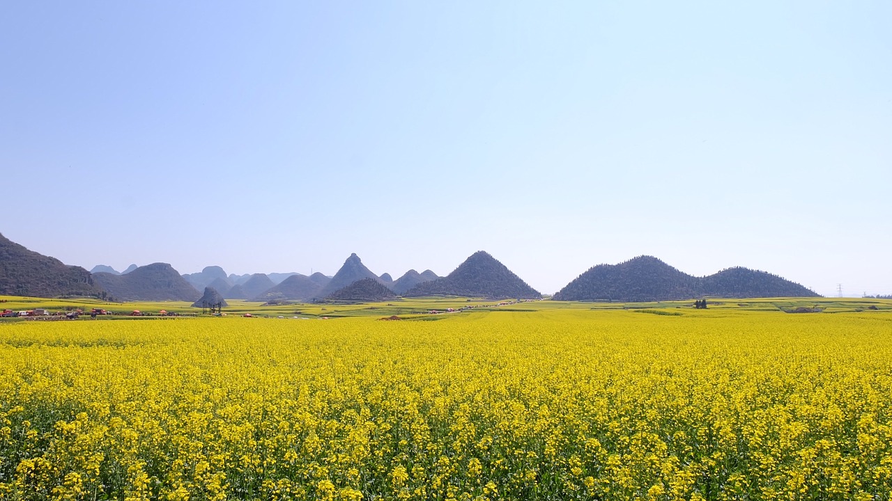 Желтые холмы. Цветочные поля канола, графство Луопинсянь – Китай. Желтый пейзаж. Китайский желтый пейзаж. Желтые холмы Китай.