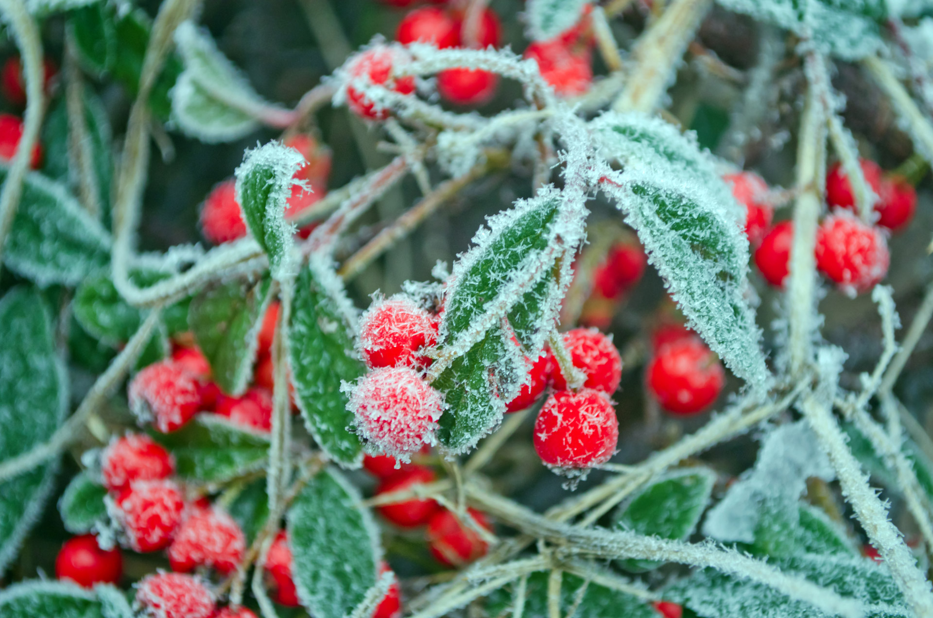 Заморозки защита. Морозные ягоды. Ягоды в снегу. Зимние красные ягоды. Ягоды в инее.